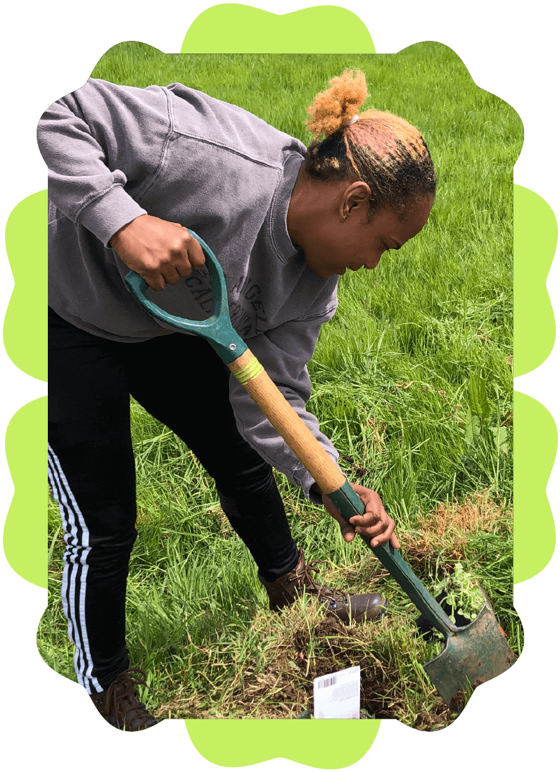 A person planting a small plant in the soil with a shovel on a grassy field.