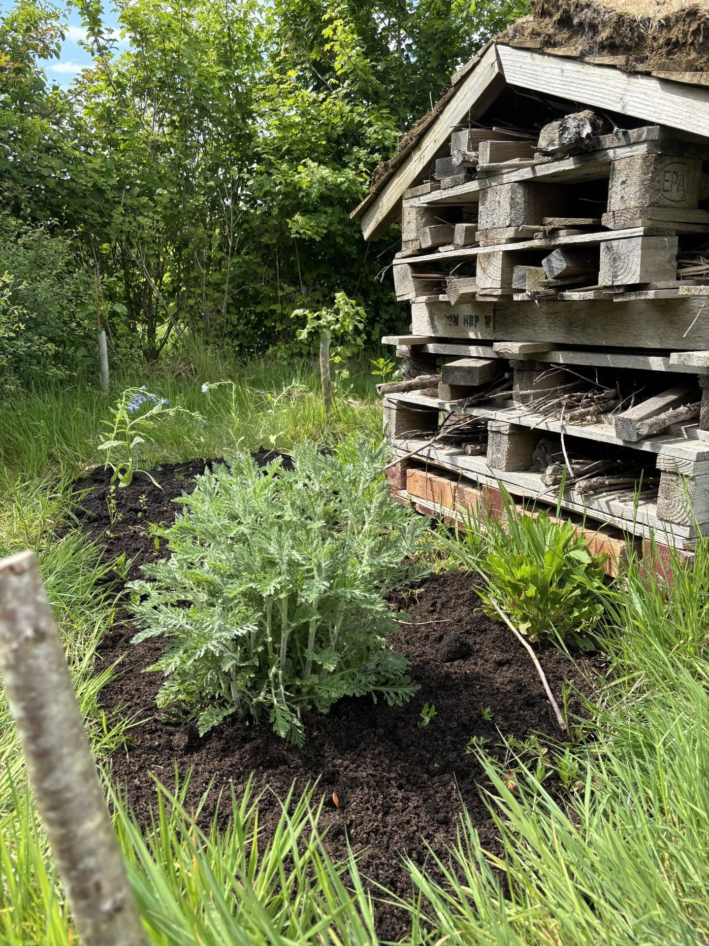 A small garden bed with a green, leafy plant surrounded by dark soil, next to a wooden pallet shed, with lush green trees and grass in the background.