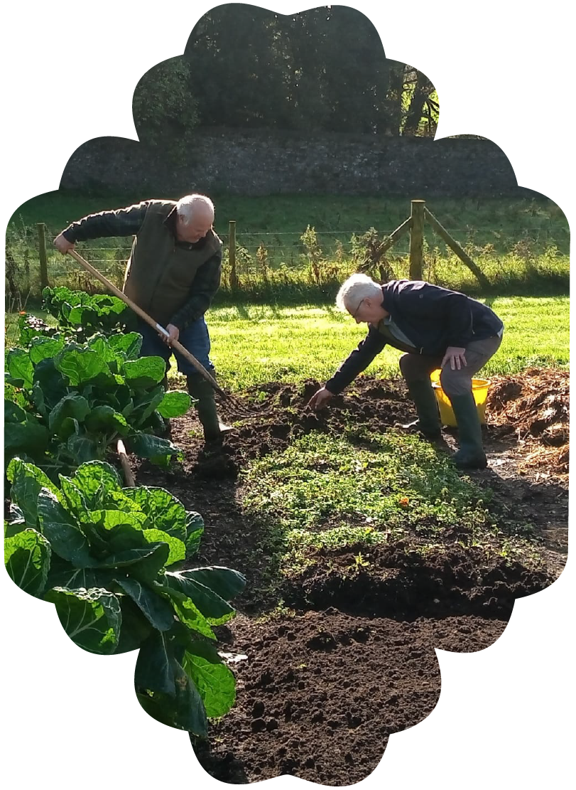 Two elderly men gardening outdoors in a sunny backyard, planting or tending to garden beds with leafy green plants.