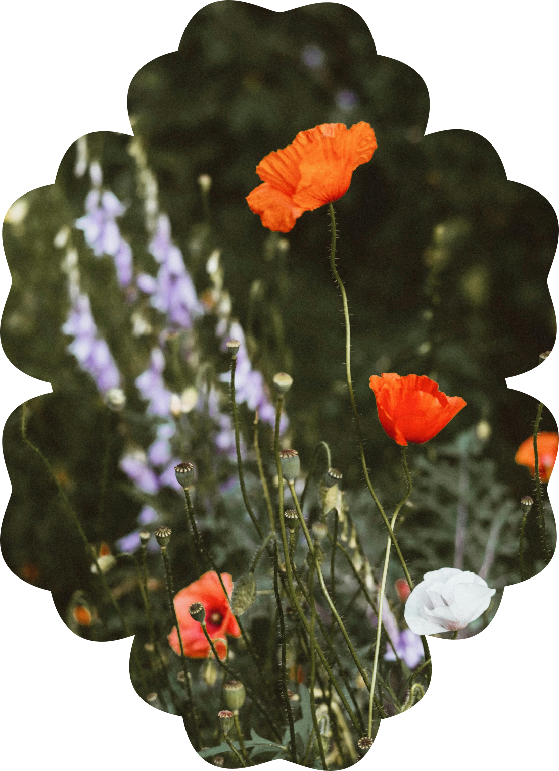 Close-up of orange, white, and purple poppies in a garden with dark green foliage.