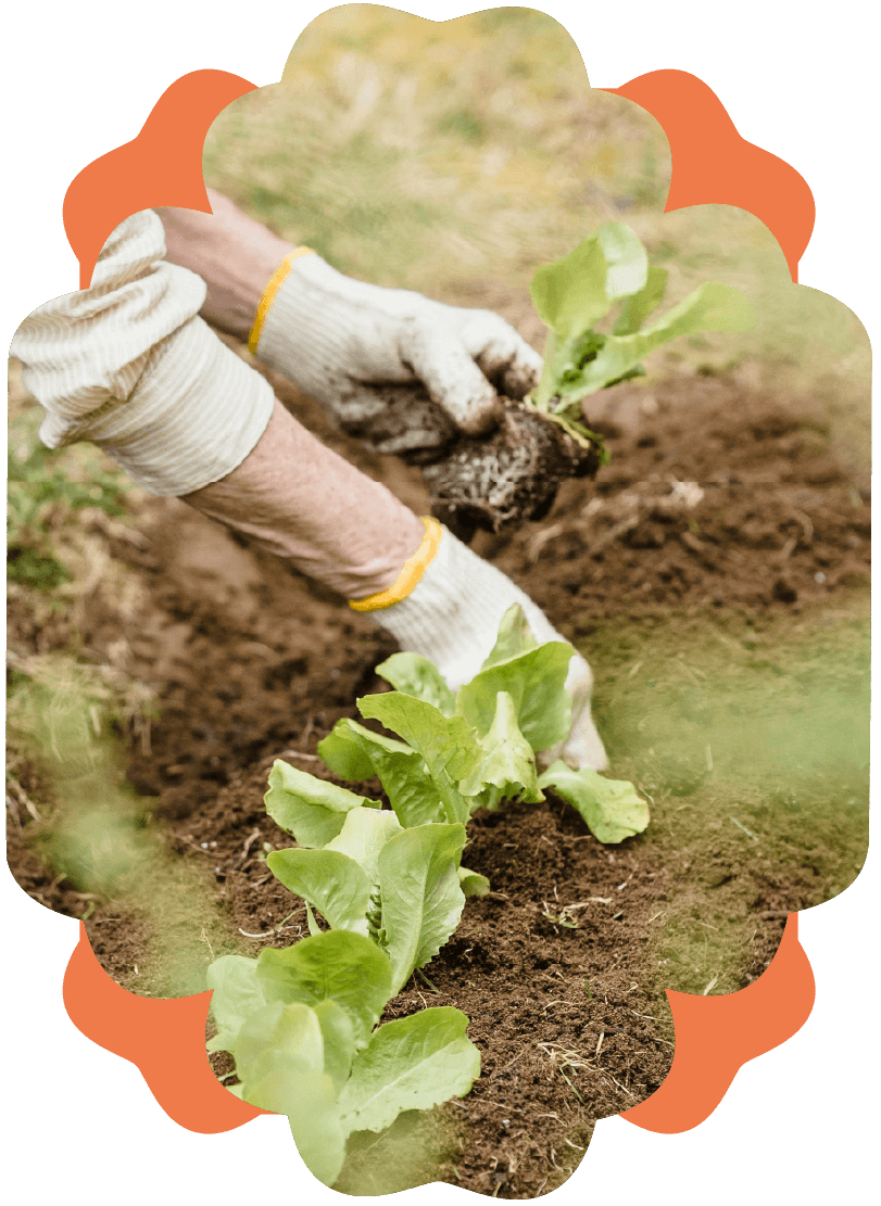 Person planting lettuce seedlings in soil during gardening.