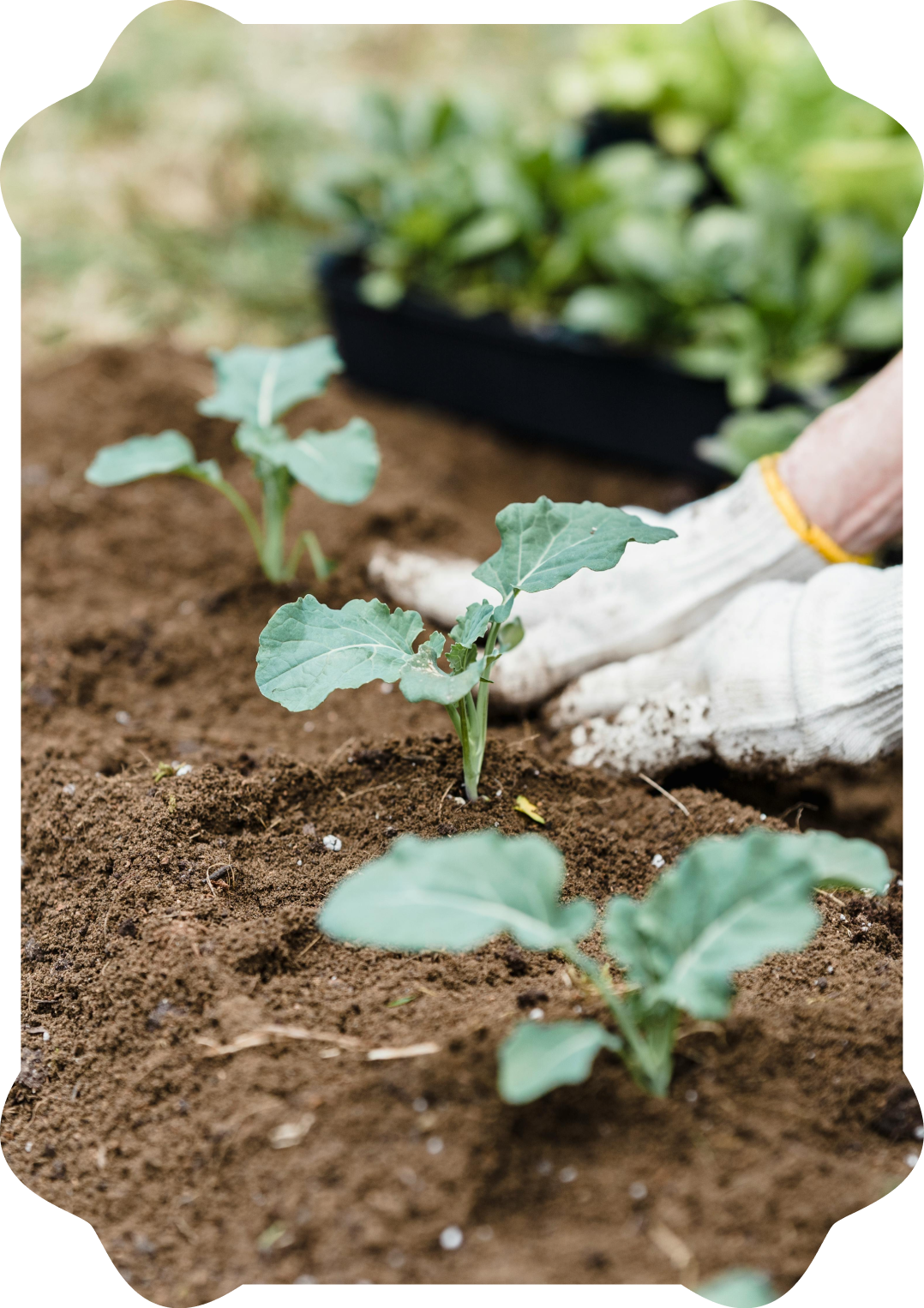 Close-up of young vegetable plants being planted in soil, with a person wearing gloves working in the garden and a tray of plants in the background.