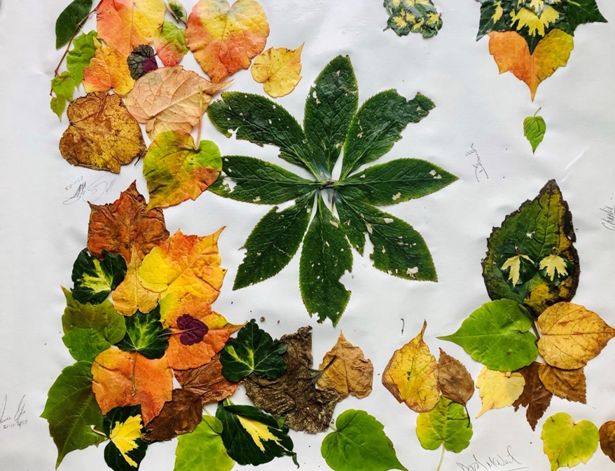 An arrangement of various colorful fall leaves, with a large green leaf in the center.