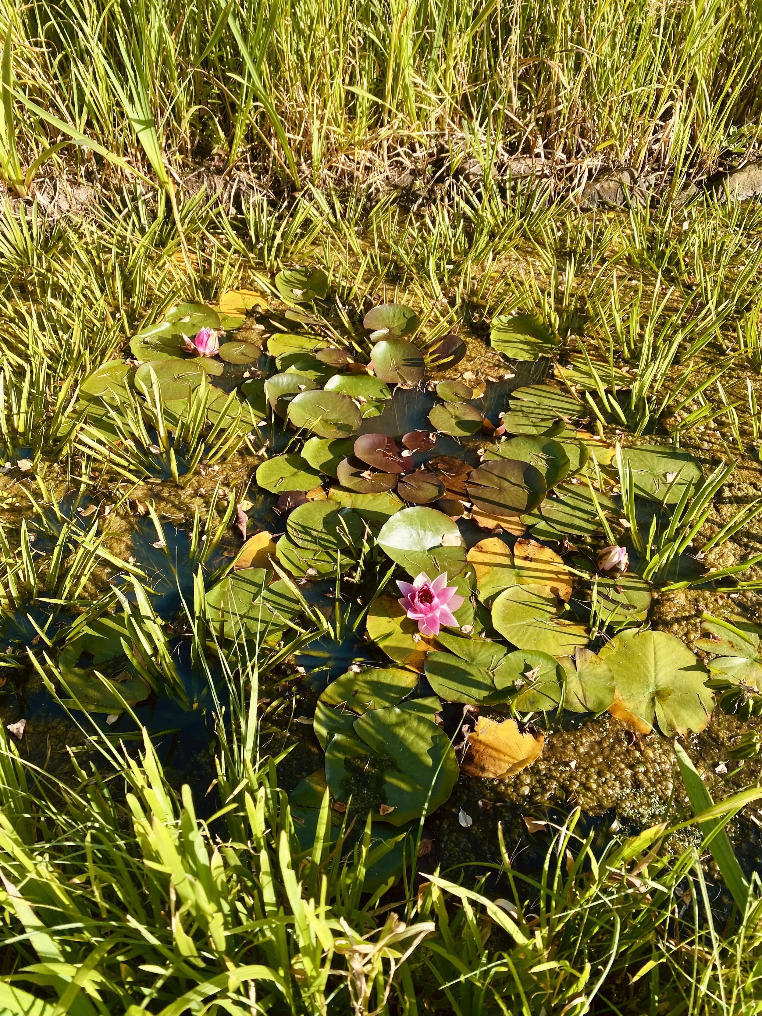 Pink water lilies and green lily pads on a pond surrounded by tall grass.