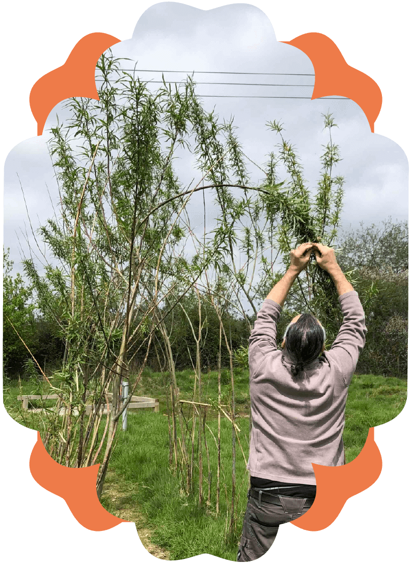 A person with dark hair tied back, wearing a gray sweatshirt, is pruning or cutting a tall, thin tree in a grassy outdoor area on an overcast day. The tree has narrow leaves and multiple thin branches.