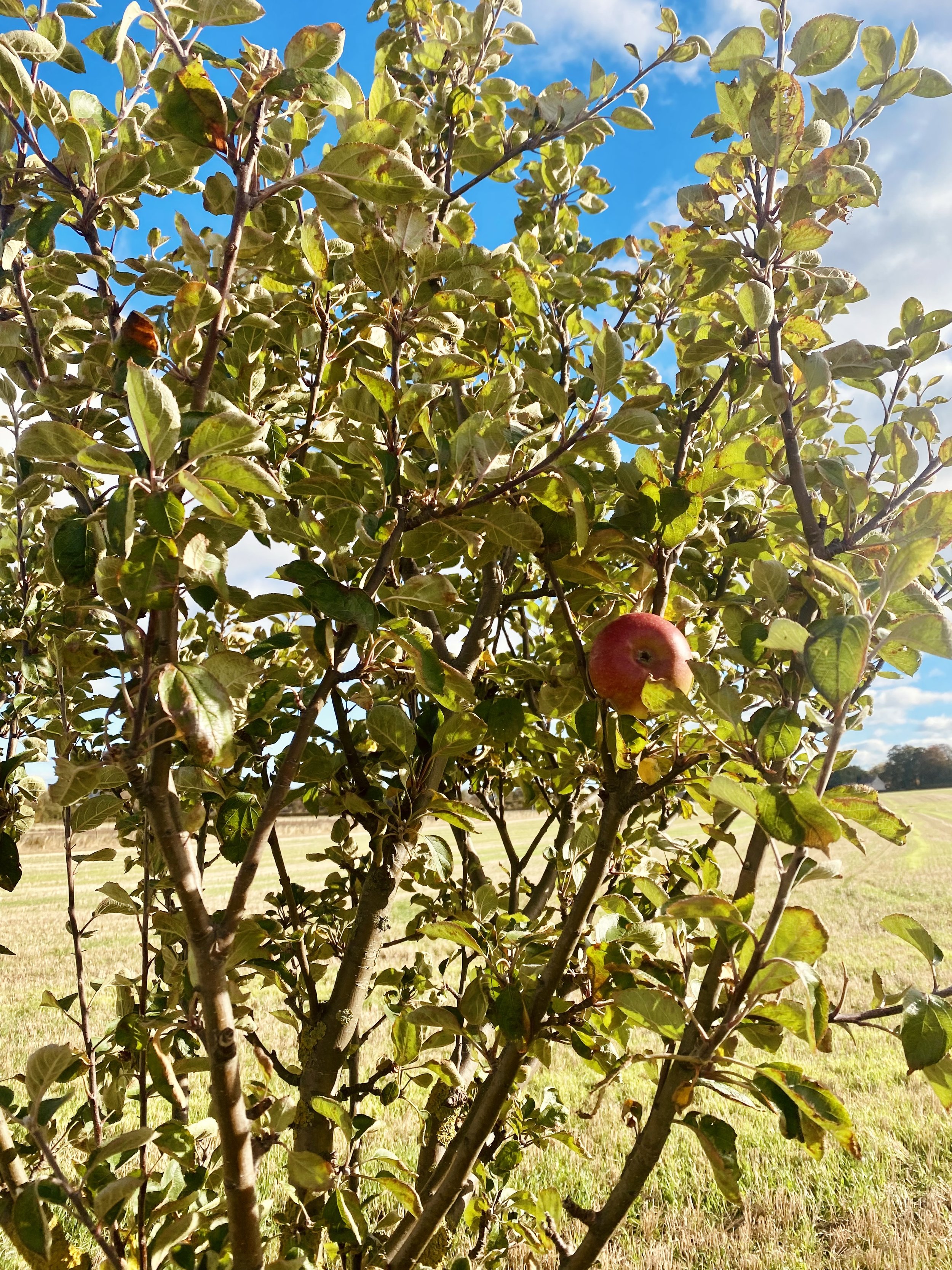 An apple tree with green leaves and a single ripe red apple hanging from one of the branches, set against a bright blue sky with some clouds and open grassy field in the background.
