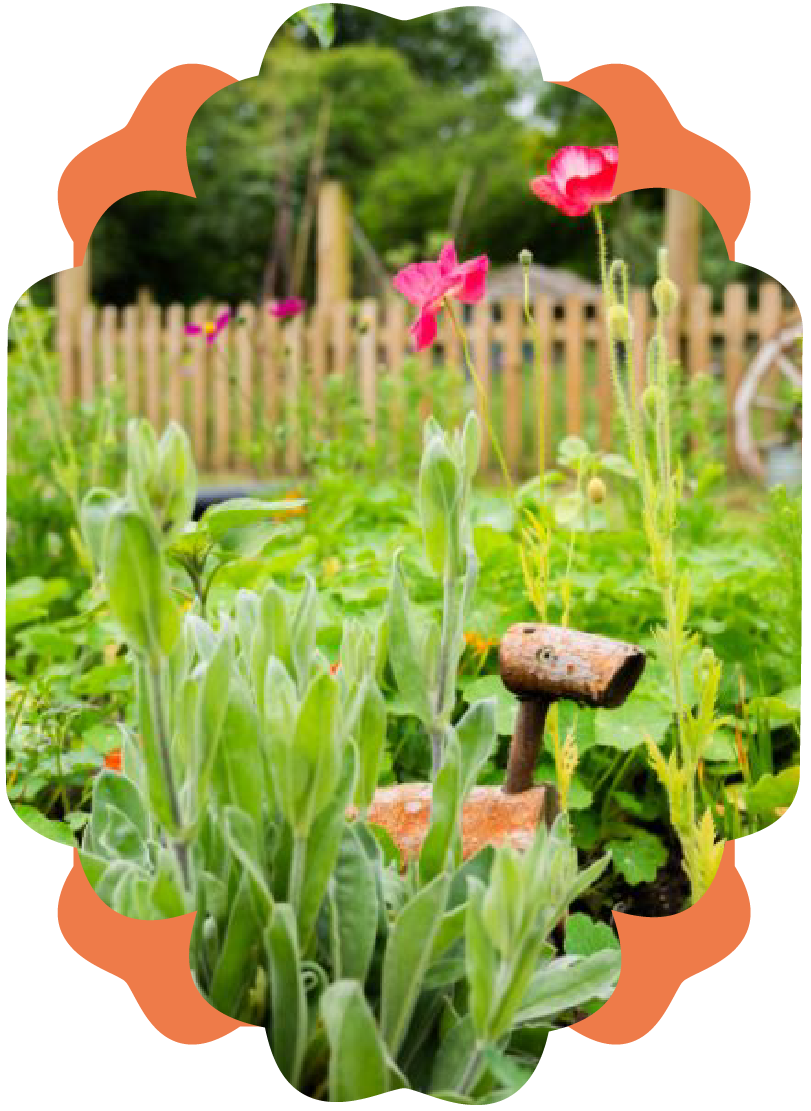 A garden with tall pink flowers, green foliage, a wooden fence in the background, and a small old rusted garden tool among the plants.