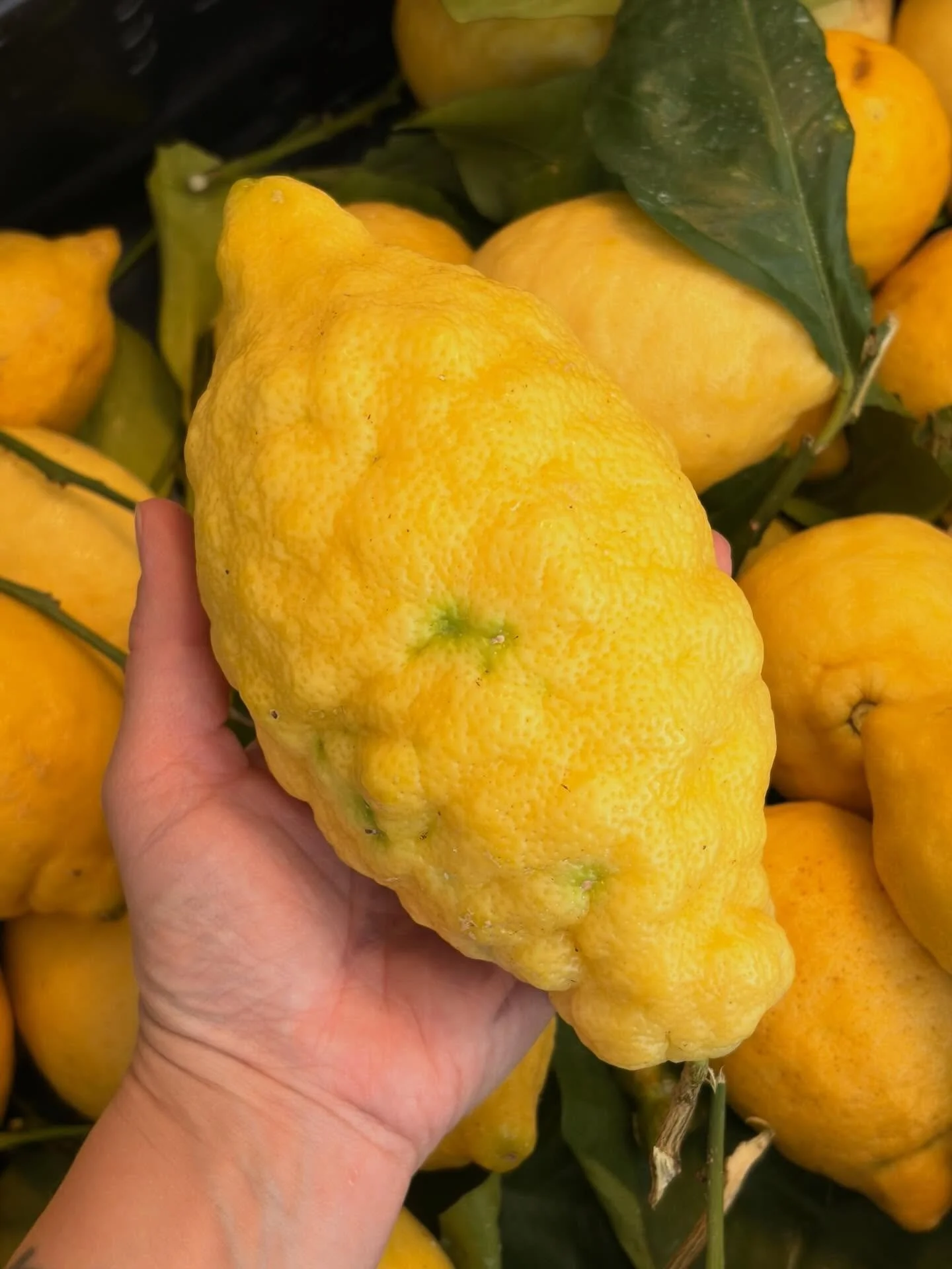 Amalfi Zitronen 🍋 200kg frisch eingetroffen 🍋