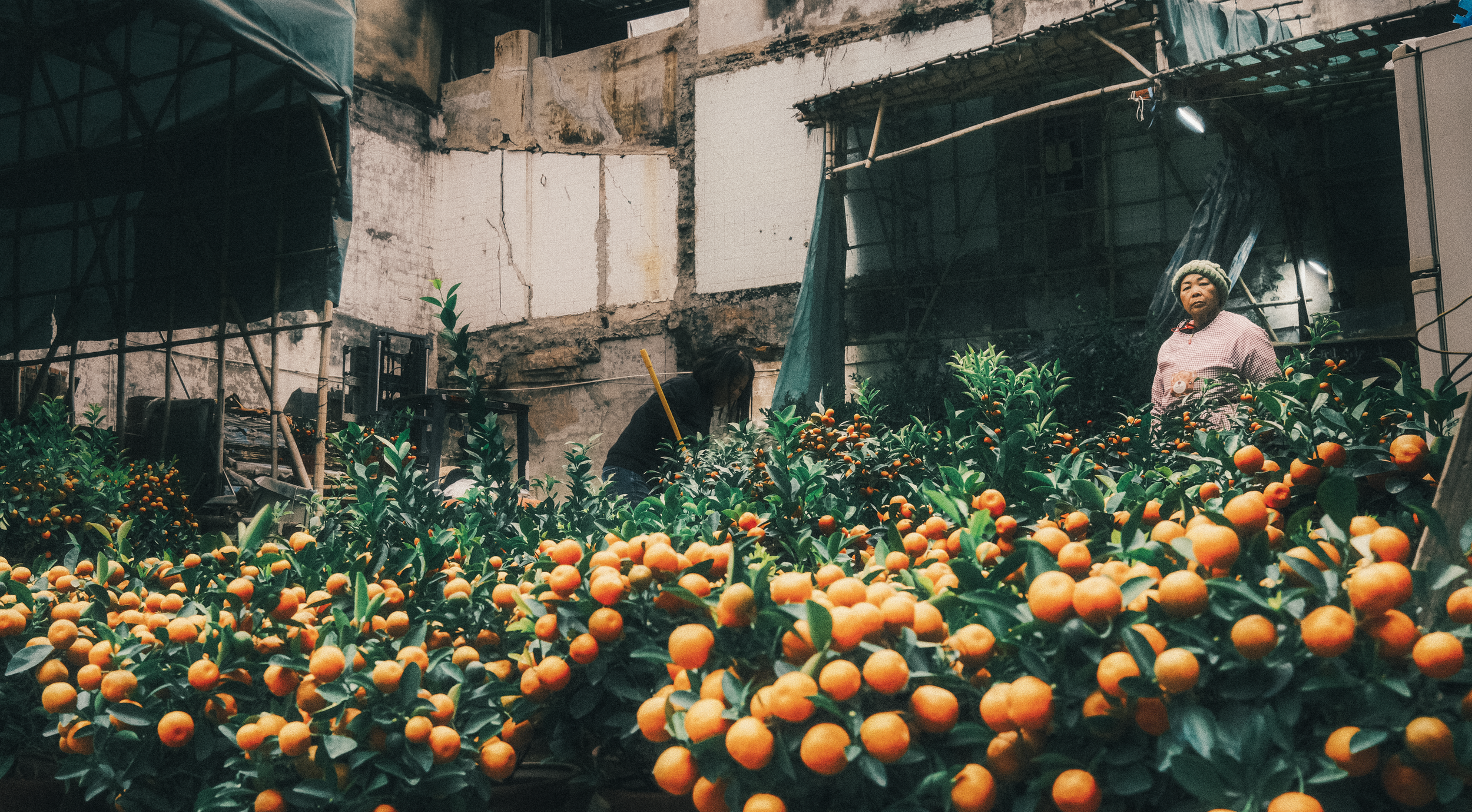 Deux femmes travaillant dans un espace intérieur avec des plantes et des oranges. Mur en béton, parties en construction ou en rénovation.
