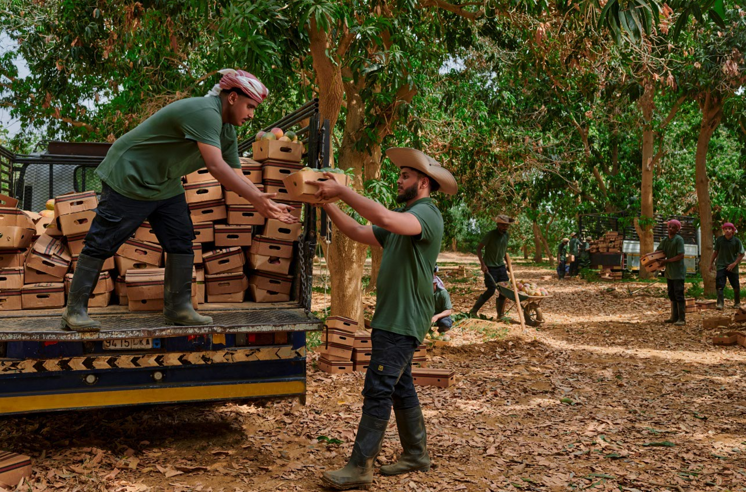 Workers in an orchard loading boxes of peaches onto a truck, wearing casual work clothes and hats, surrounded by lush trees and fallen leaves.
