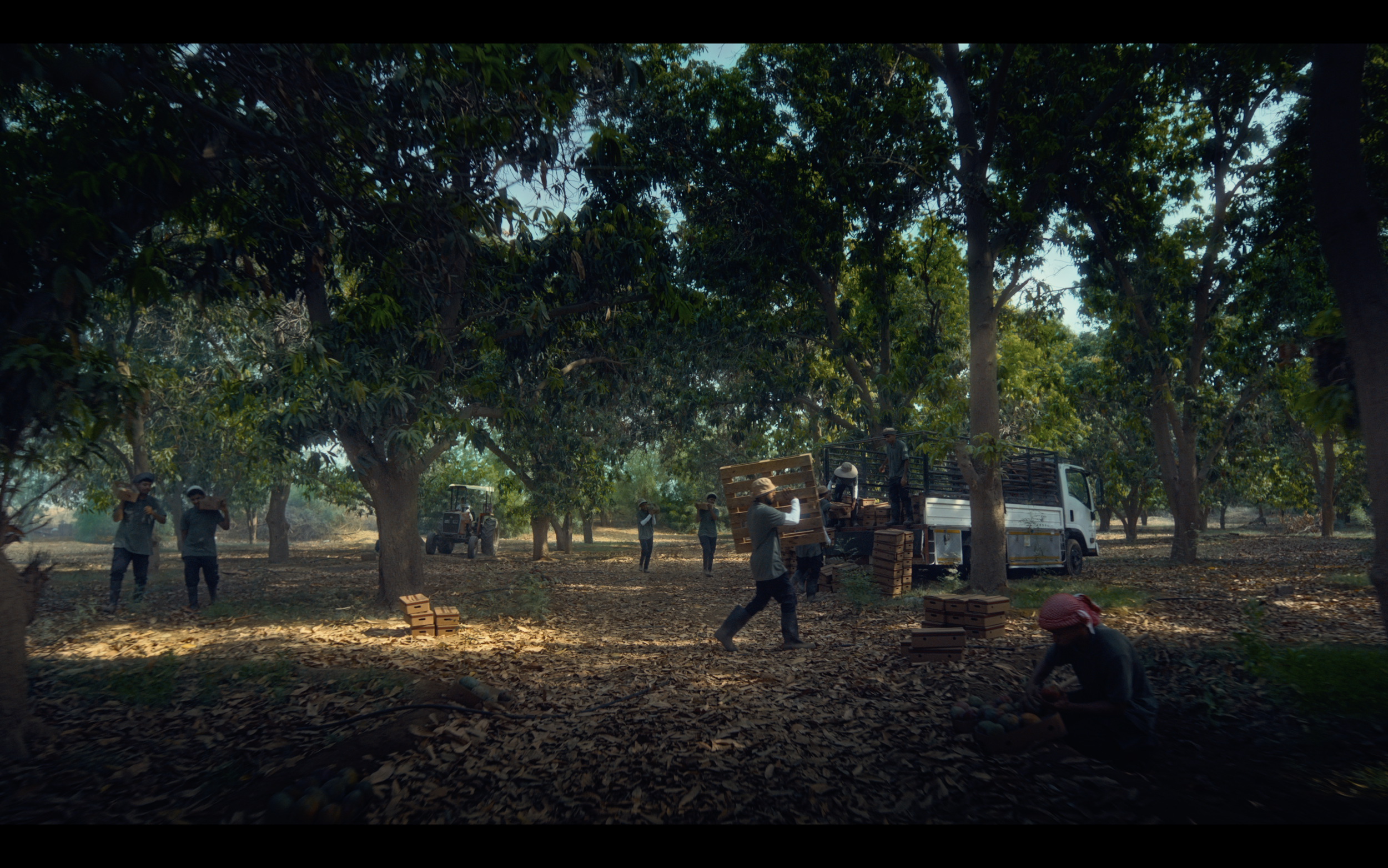 People working in an orchard harvesting produce, with some loading boxes onto a truck surrounded by trees and a tractor in the background.