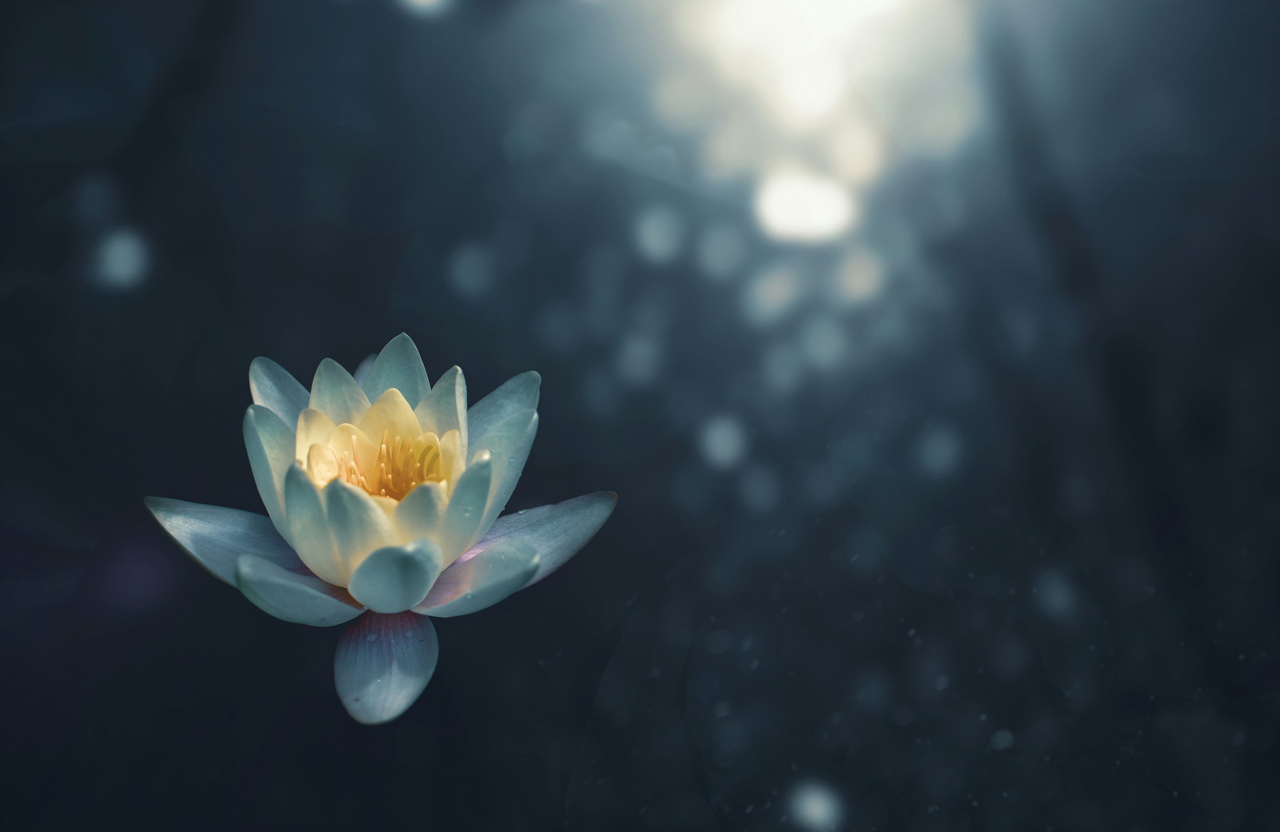 A close-up of a white and yellow water lily flower floating on dark water with a blurred background of light reflections.