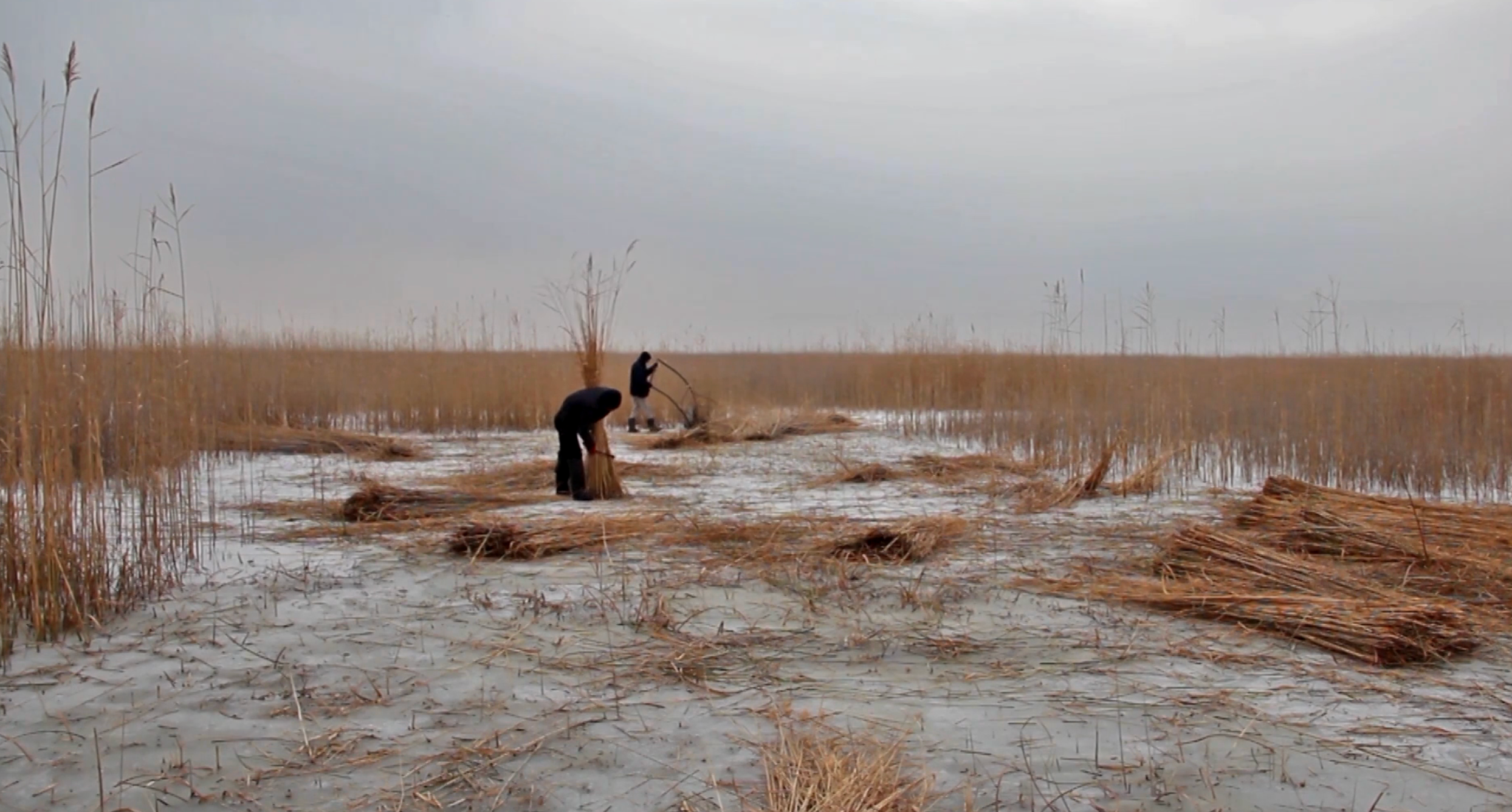 "REED", 2014 / Documentary