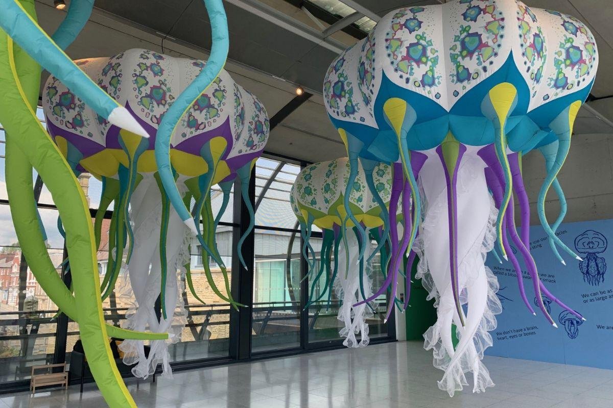 jellyfish1.jfif
