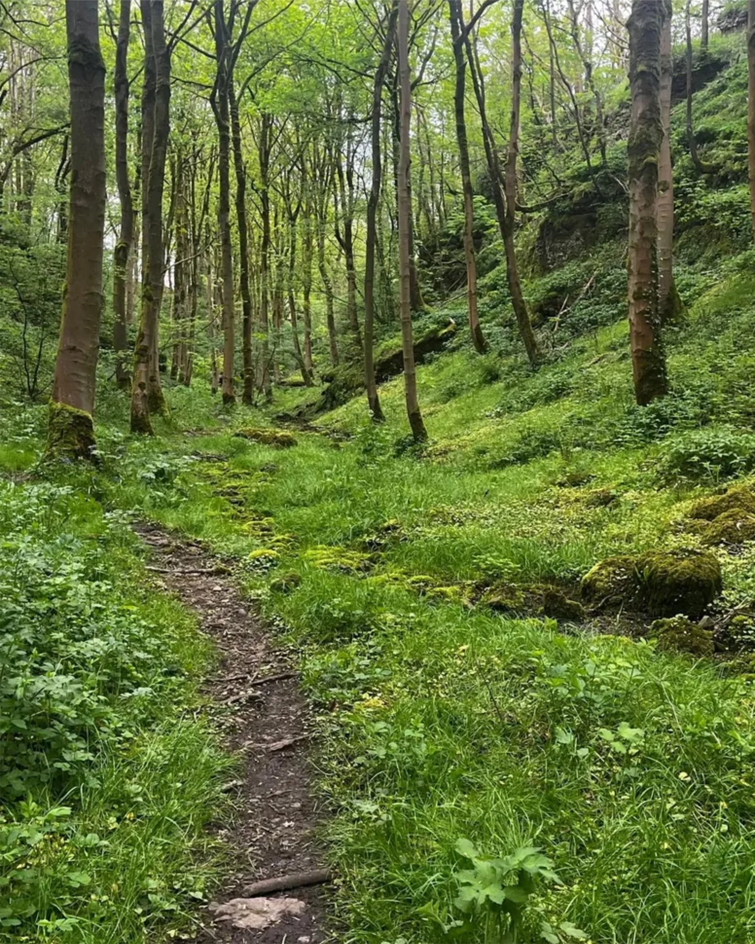 A narrow dirt trail through a lush green forest, with tall trees on either side and moss-covered rocks along the path.