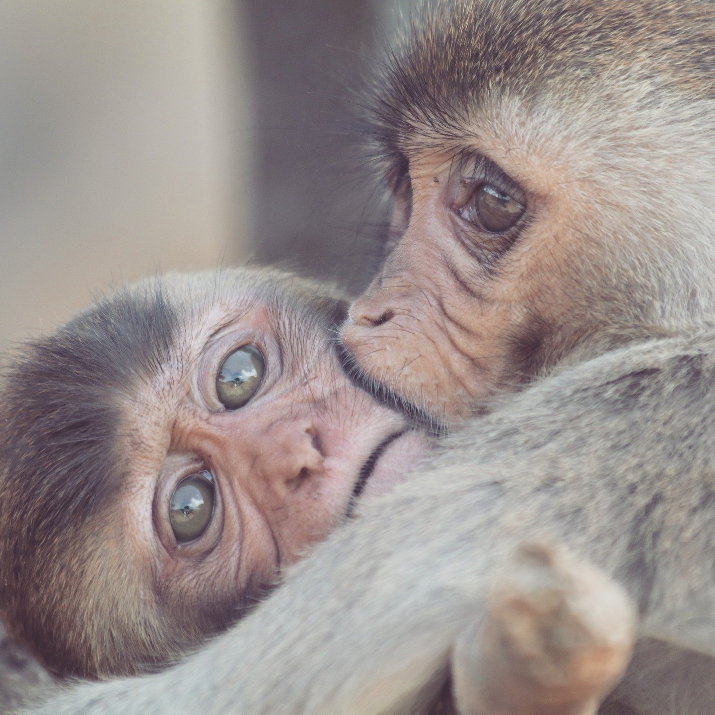 Two young rhesus macaques having a cuddle and a kiss 🐒💋