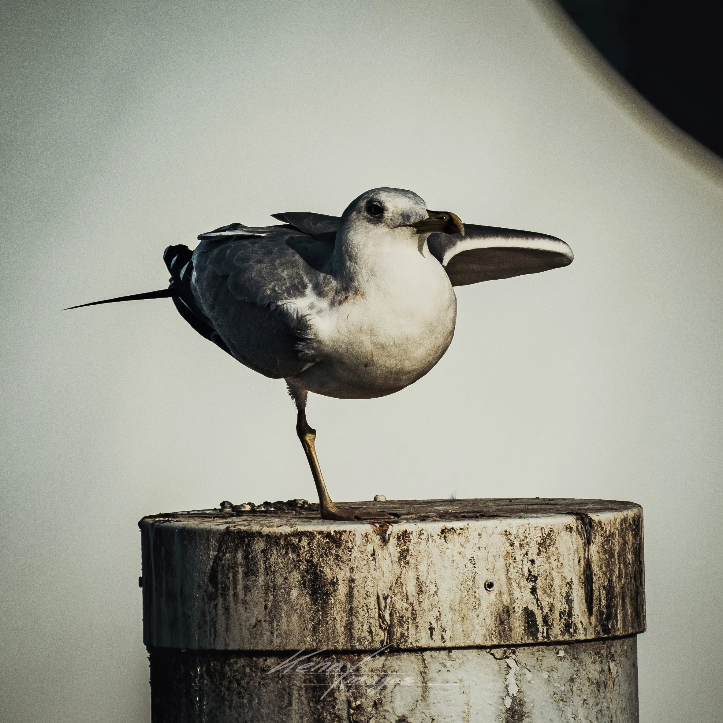 _DSC2650.jpeg