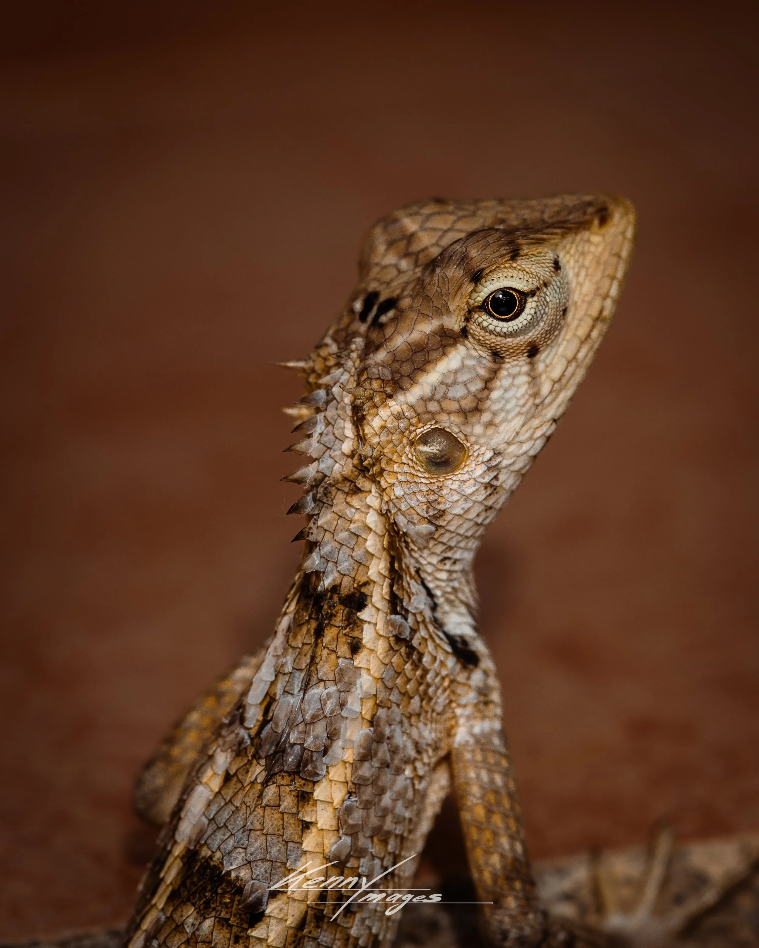 _DSC9992.jpeg