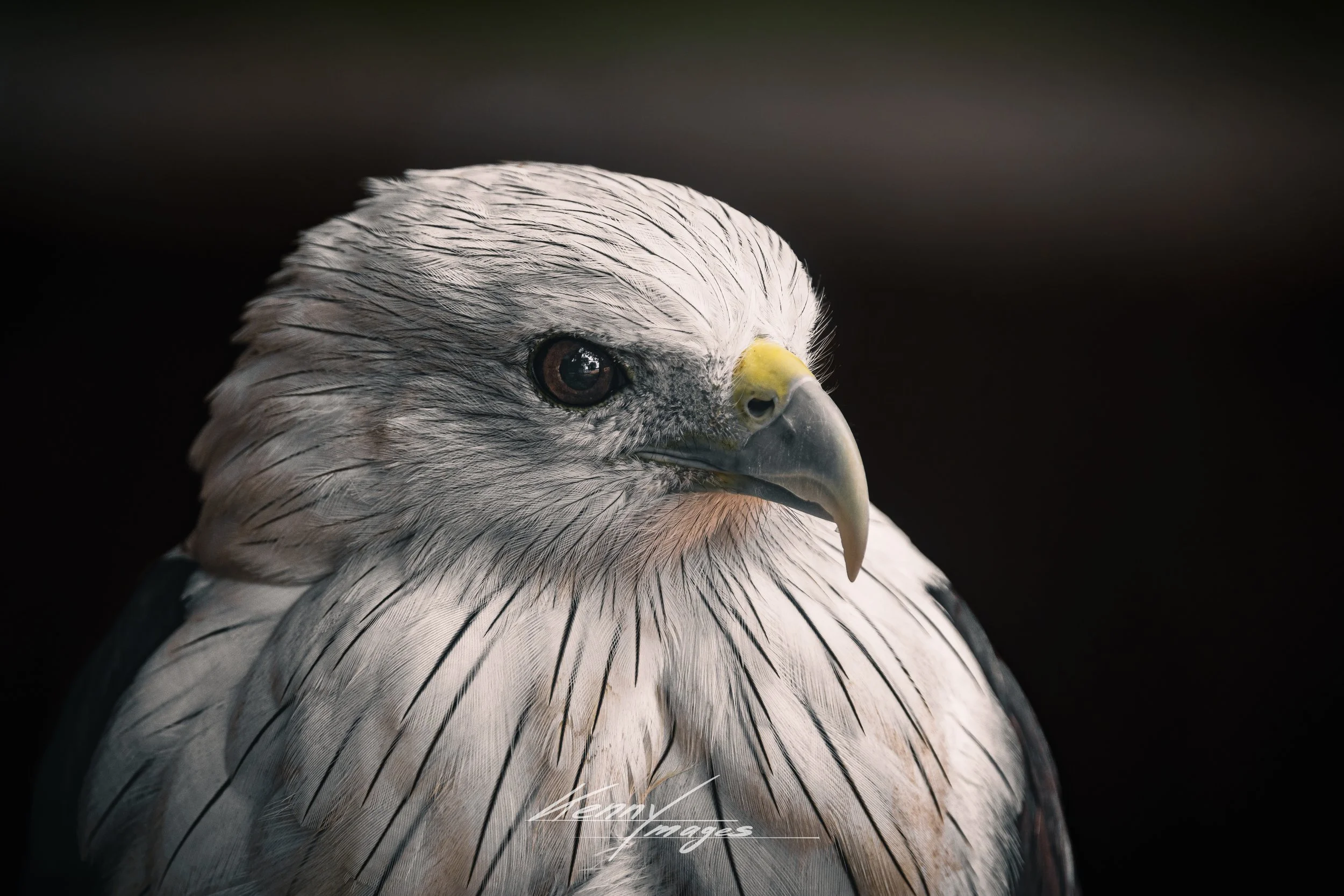 _DSC9864.jpeg
