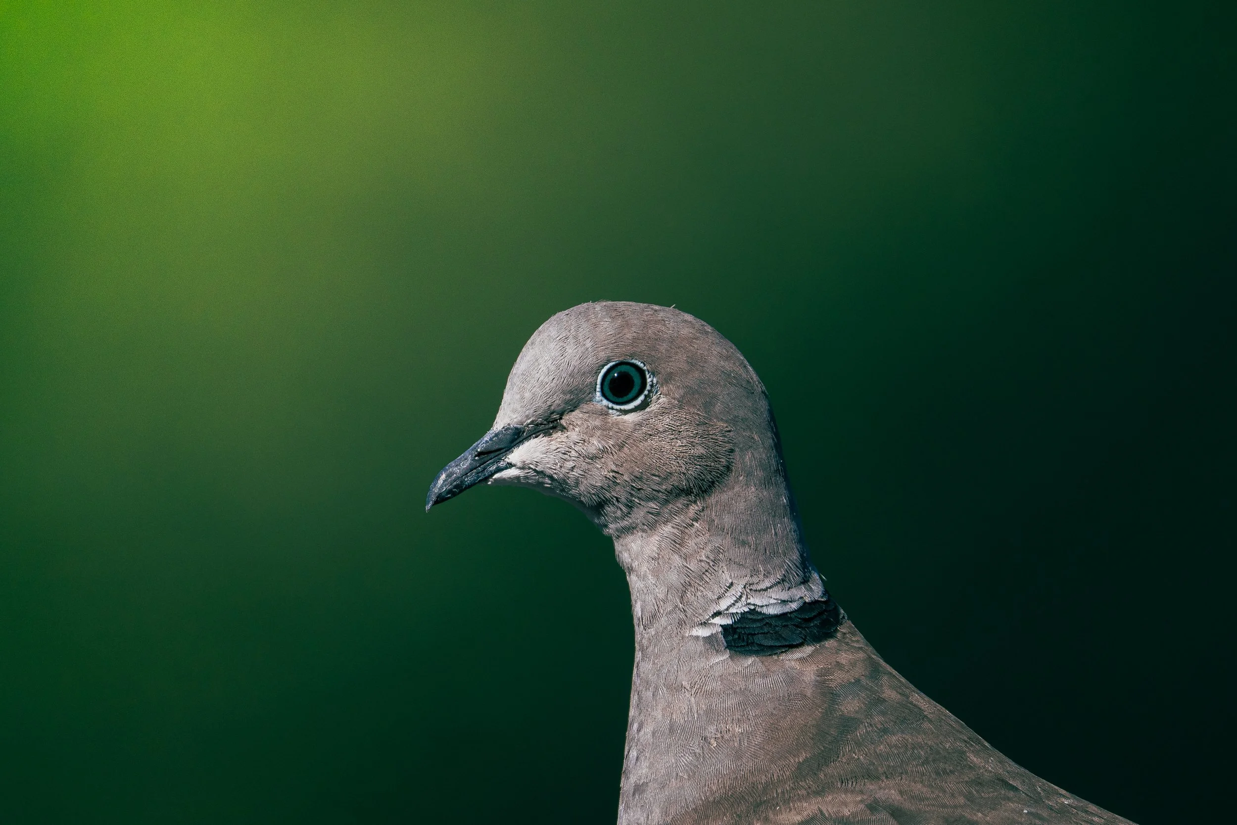 _DSC3218.jpeg
