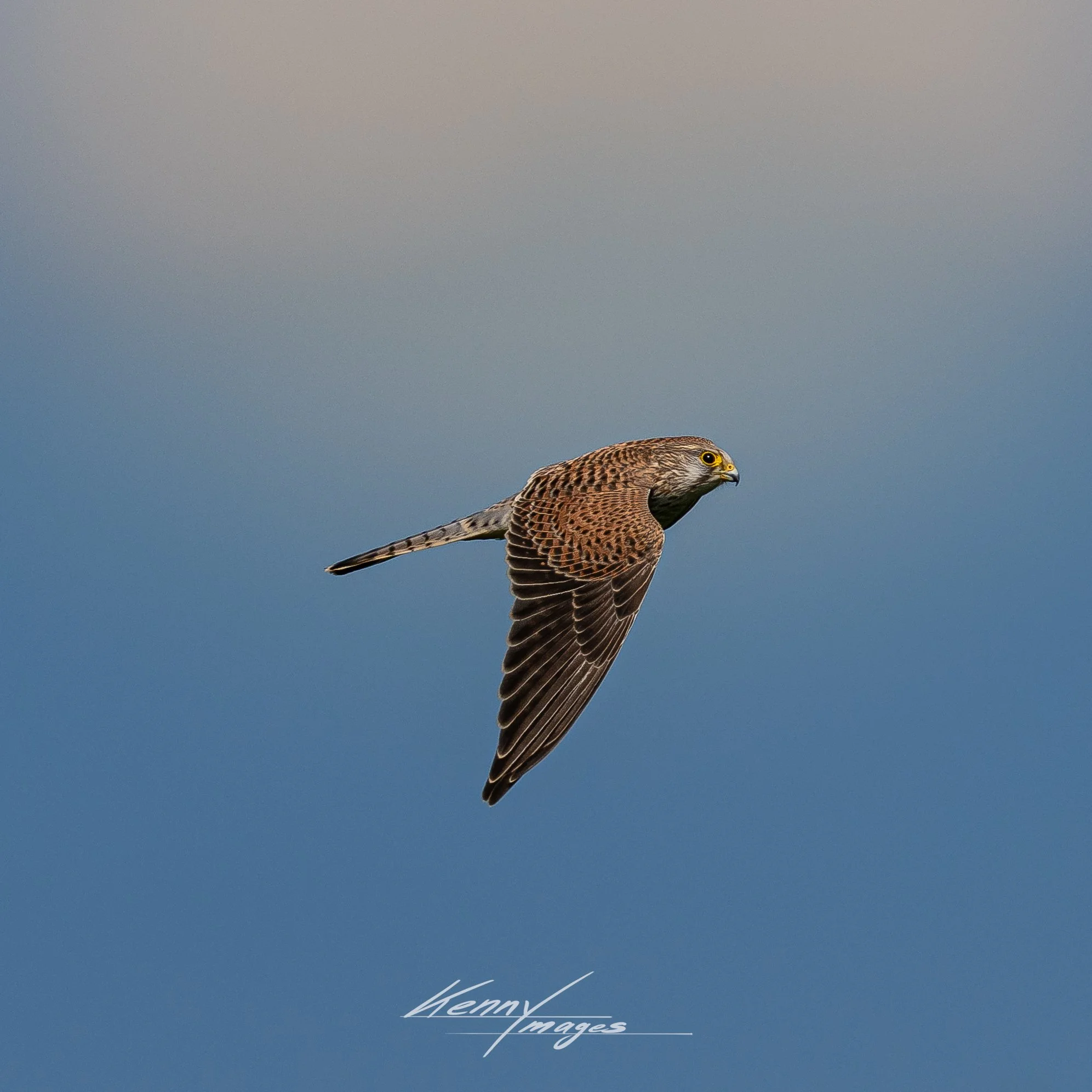 _DSC6989.jpeg