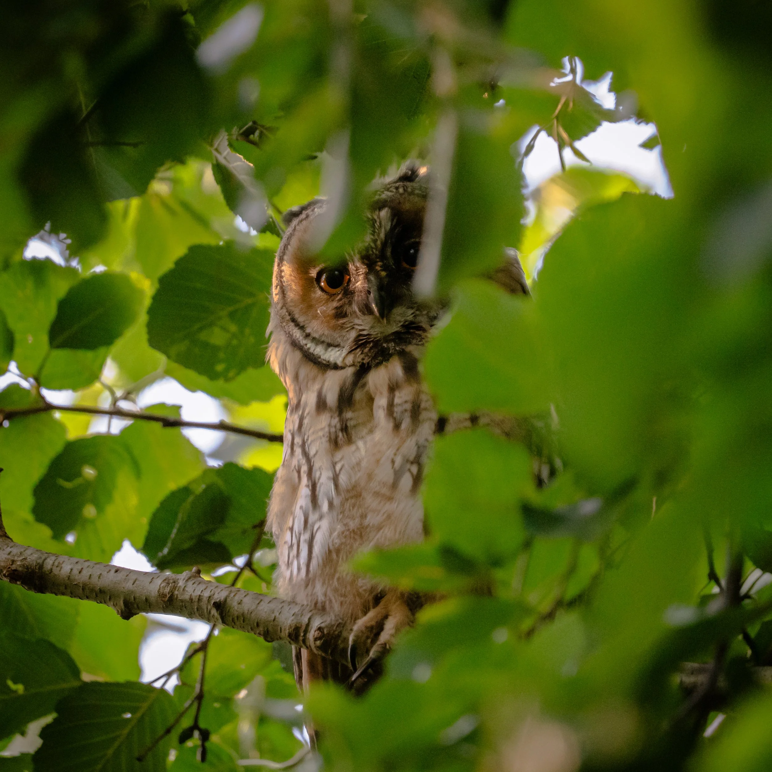 _DSC4420.jpeg