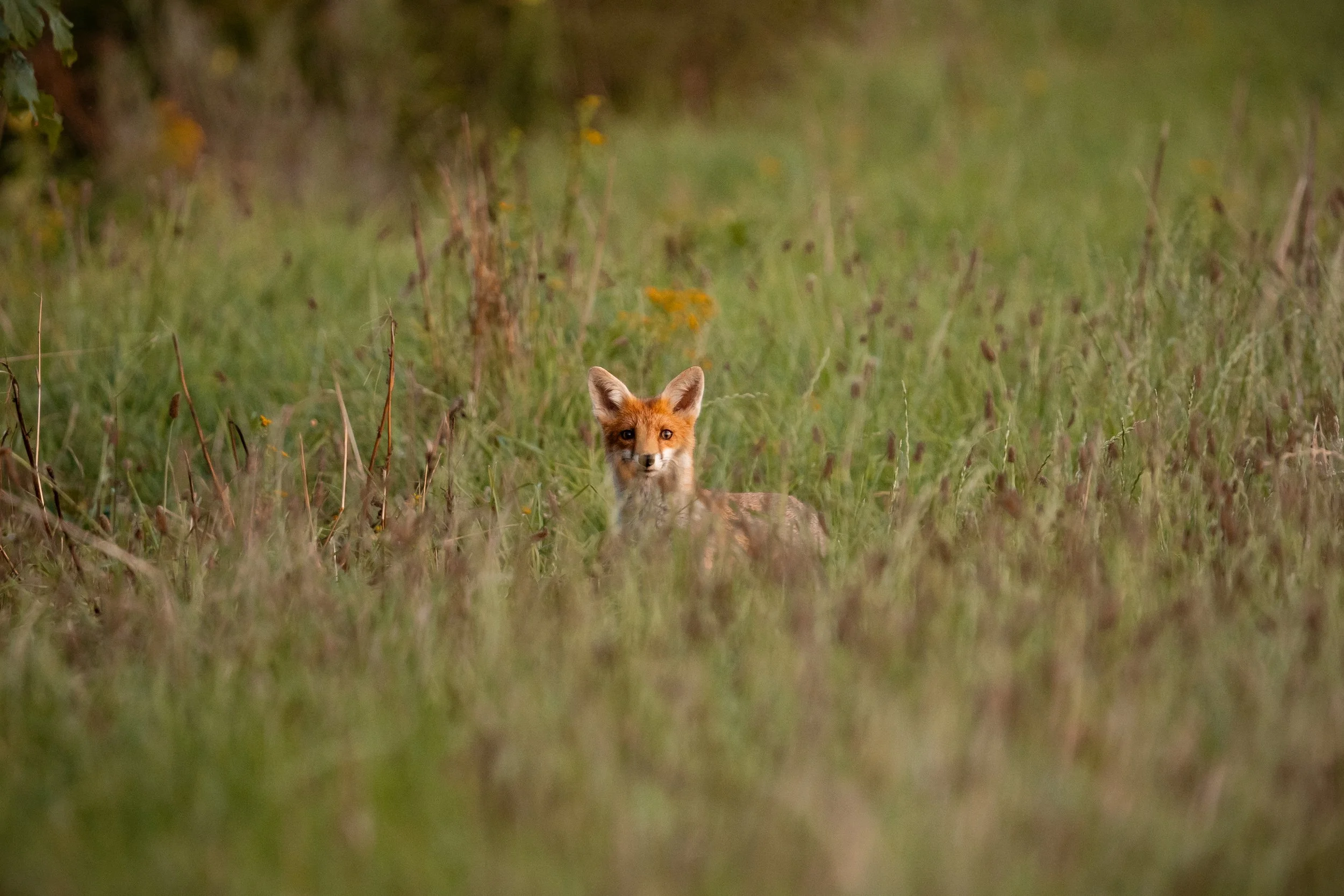 _DSC3207.jpeg