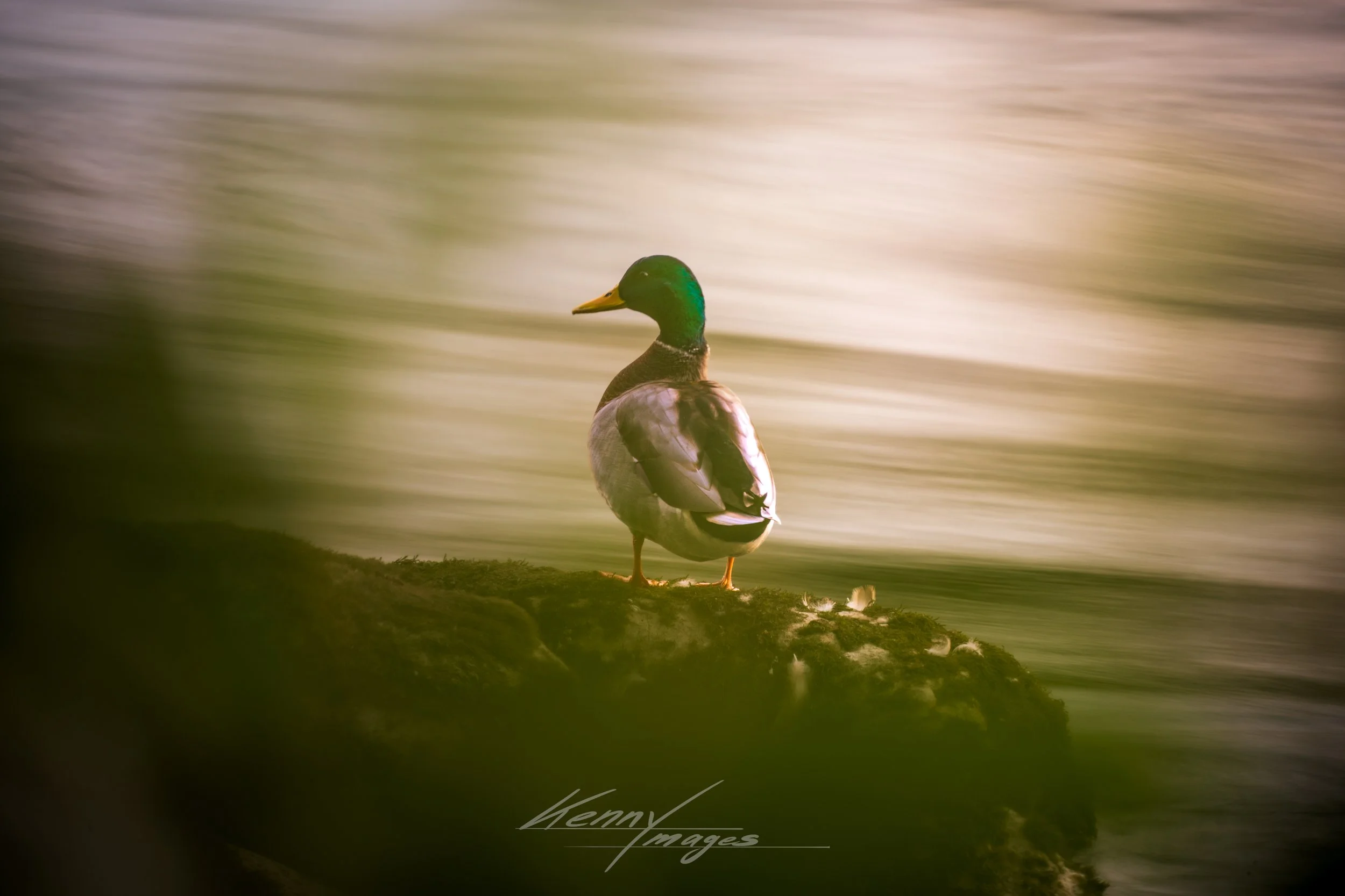 _DSC2064.jpeg