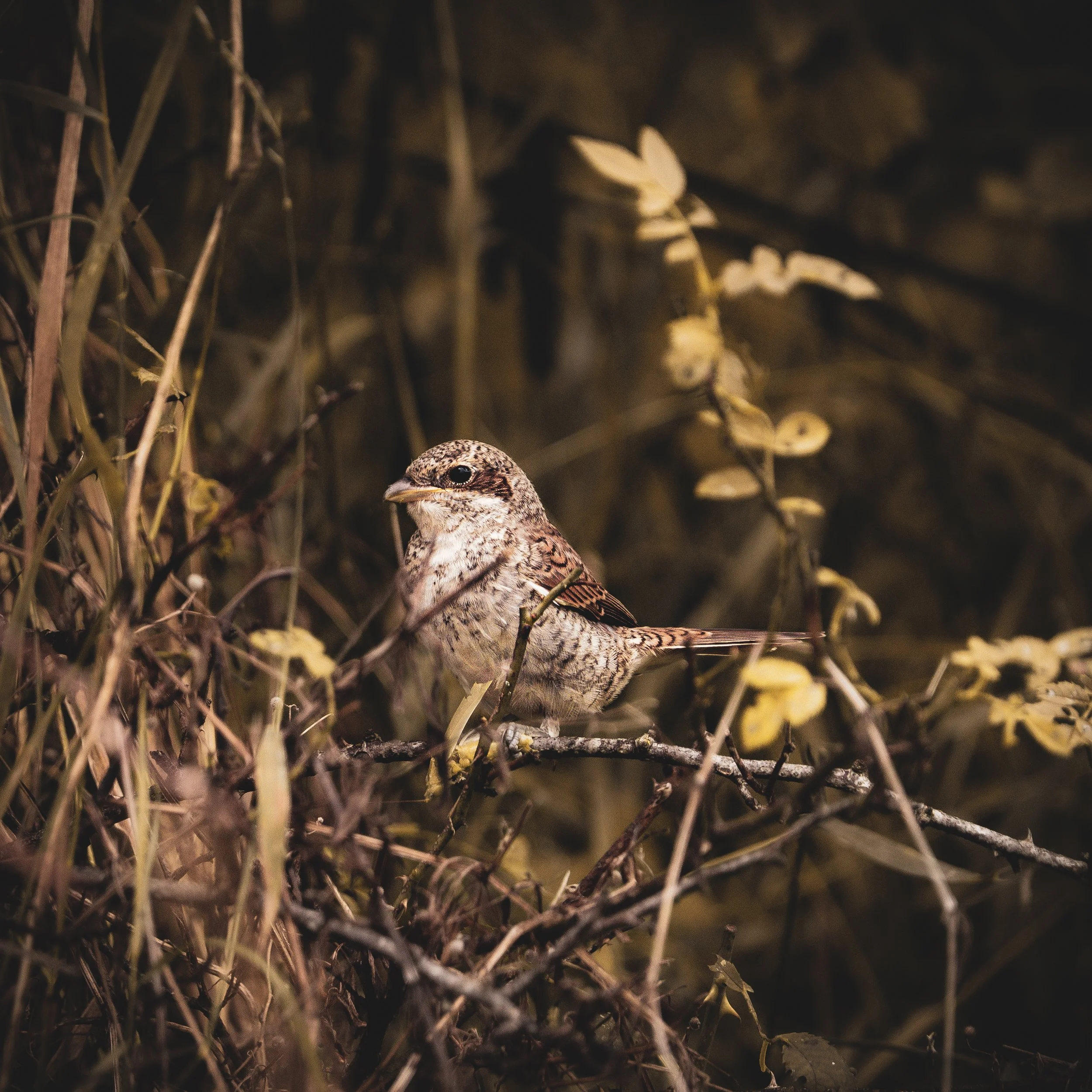 _DSC5498.jpeg