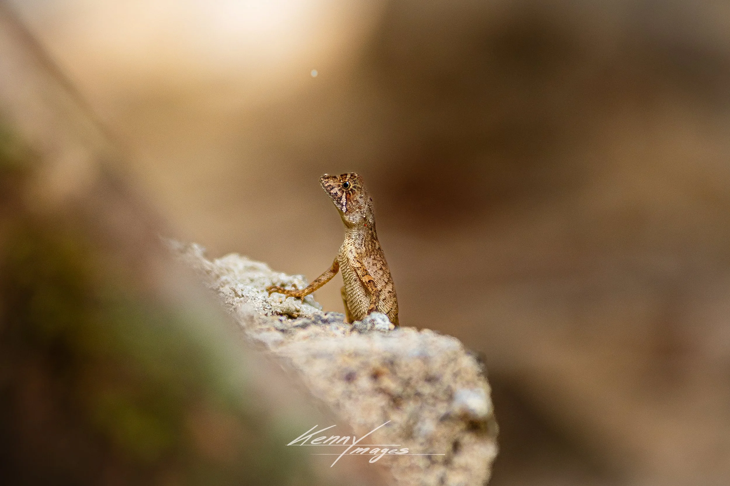 _DSC7883.jpeg