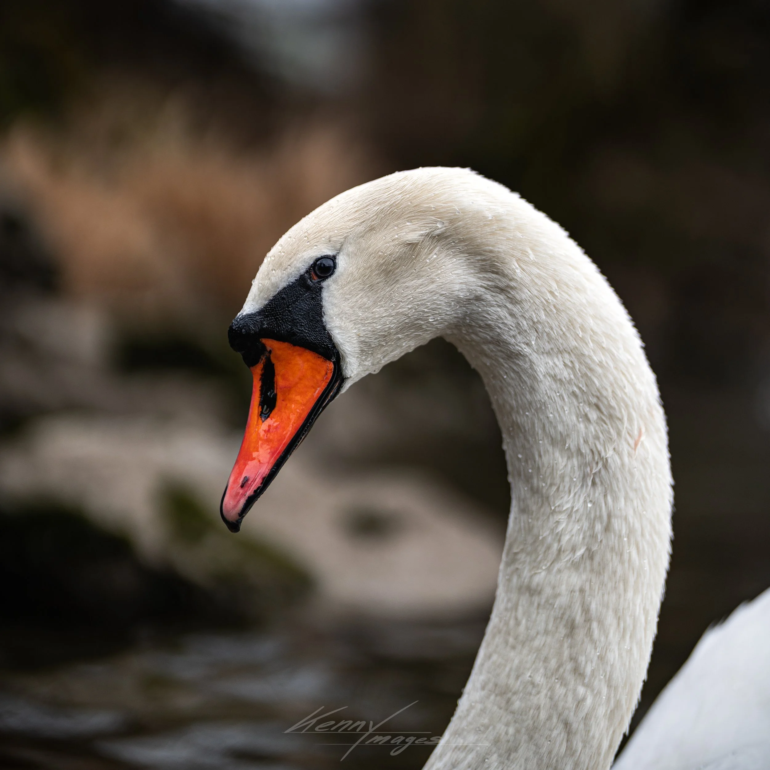 _DSC6575.jpeg