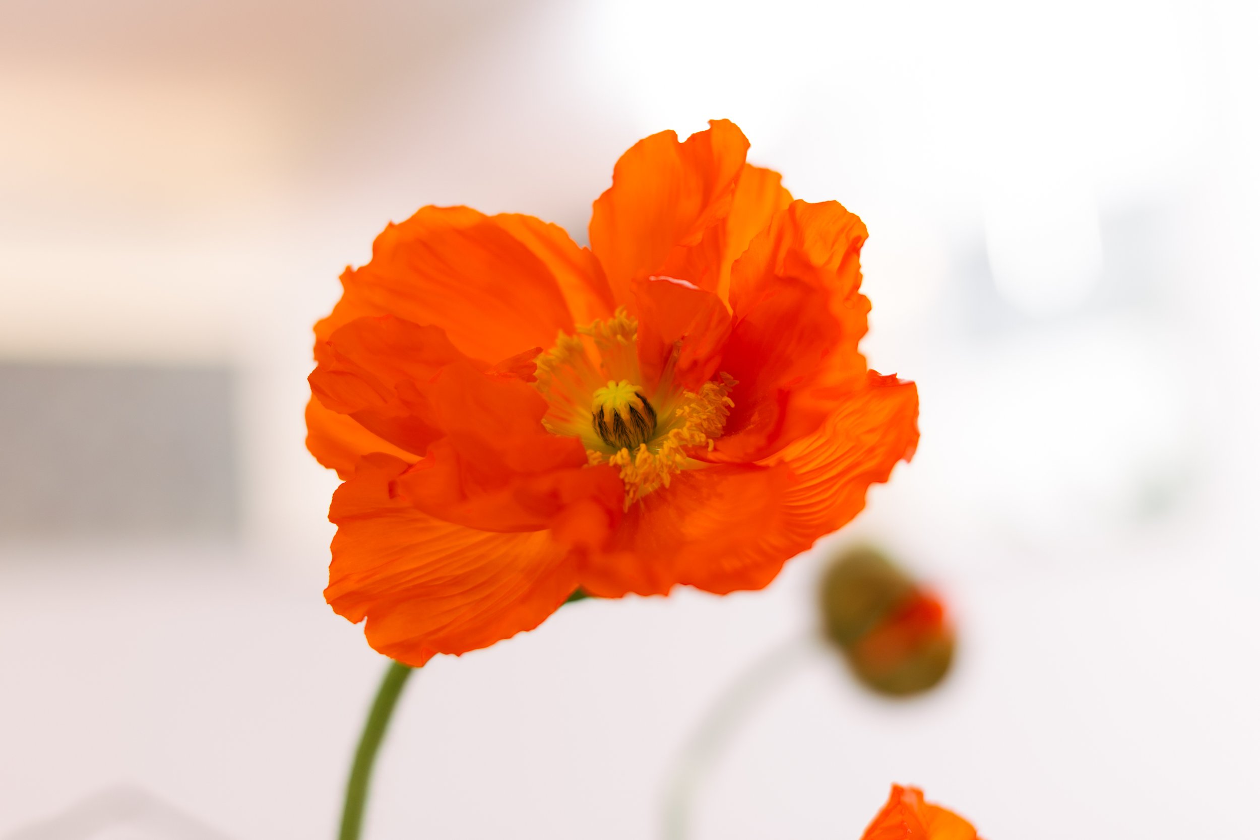 Eine orange Mohnblume mit mehreren Blütenblättern vor einem weißen Hintergrund.