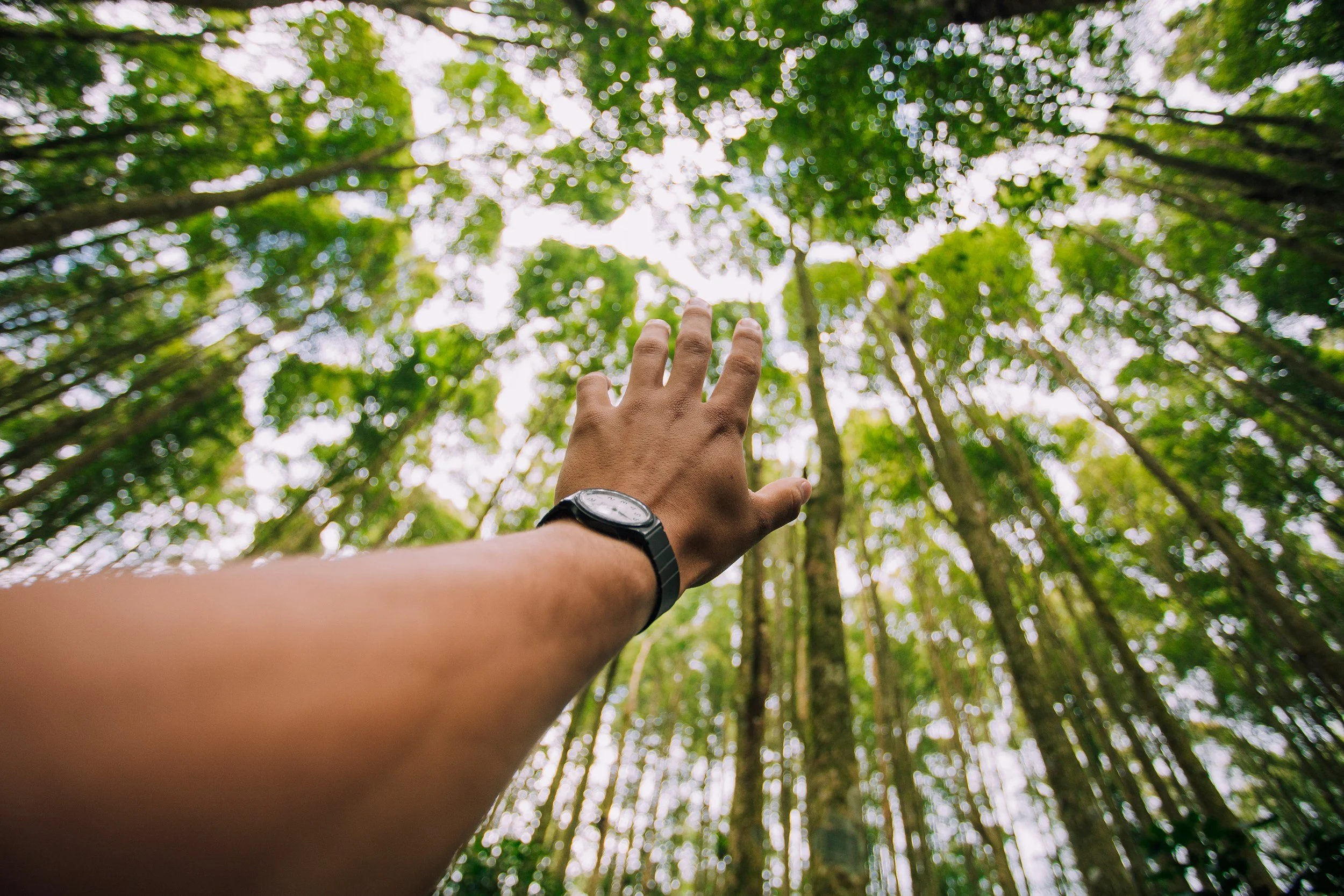 Person reaching out with their hand towards the tall trees in a green forest, taken from a low angle.