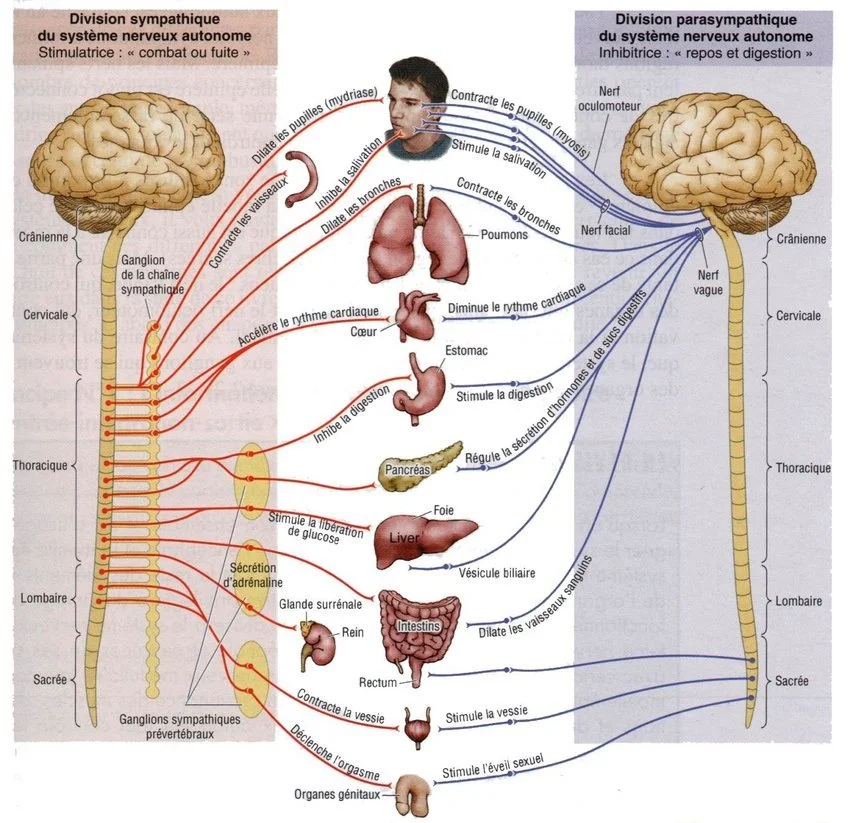 Pack réflexologie 5 séances  + un cadeau personnalisé