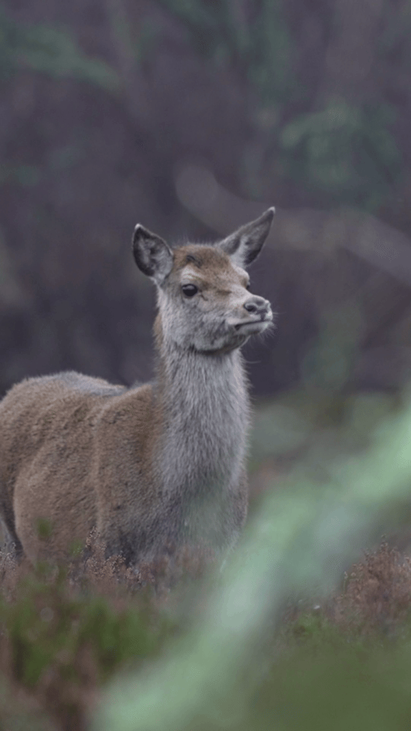 A young deer standing in a forest with blurred green foliage in the background.
