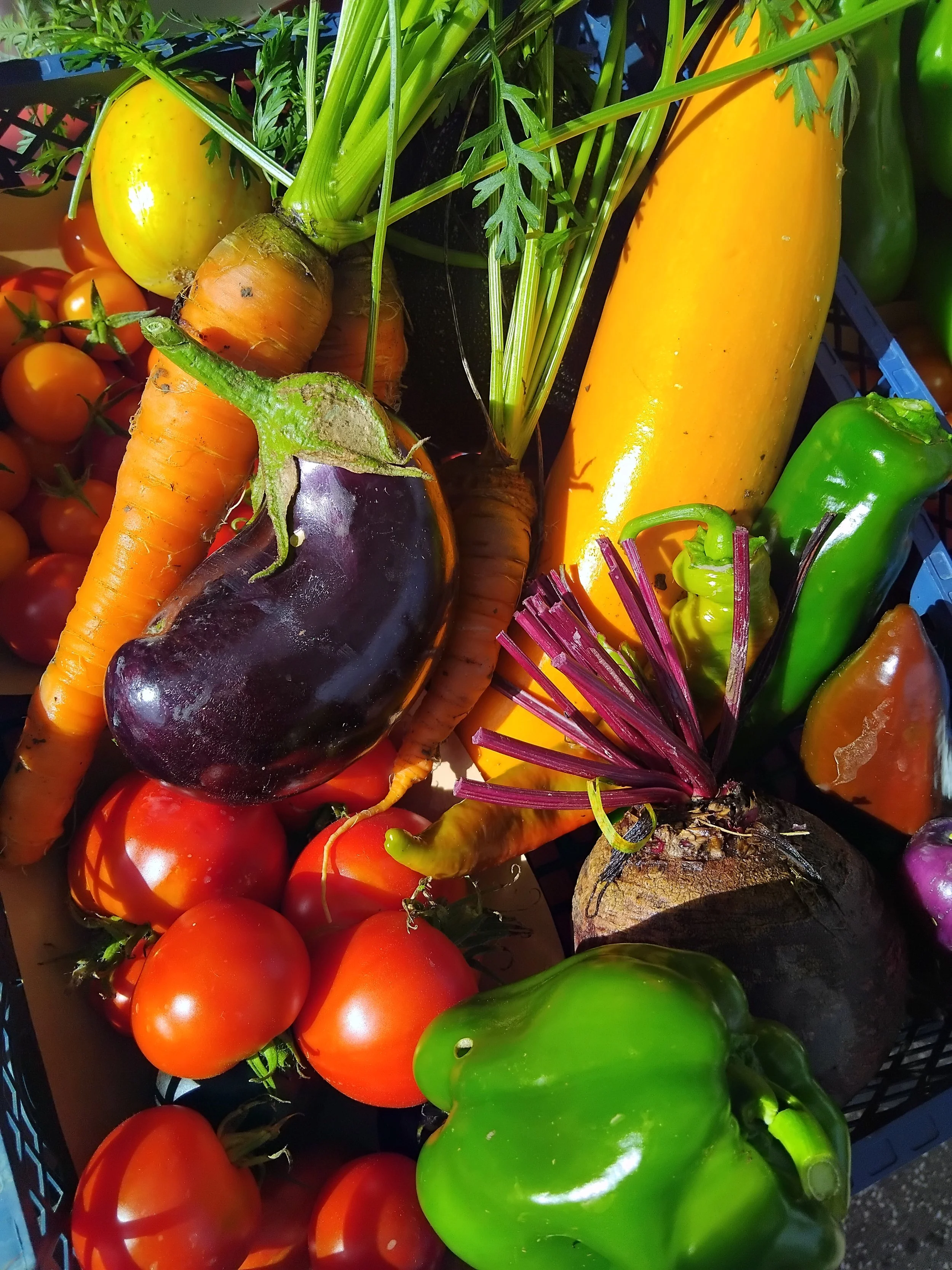 Une variété de légumes frais, y compris des tomates, des carottes, une aubergine, un poivron vert, un courgette jaune, et un navet violette, dans un panier.