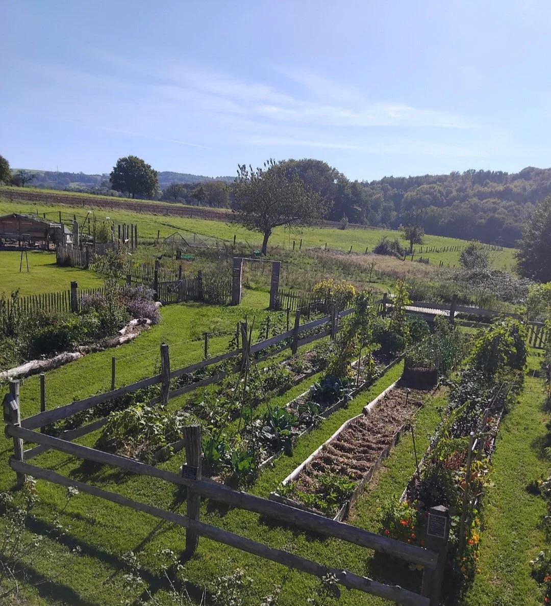 Un jardin potager avec des plants de légumes et de fleurs, entouré d'une clôture en bois, sous un ciel bleu ensoleillé.