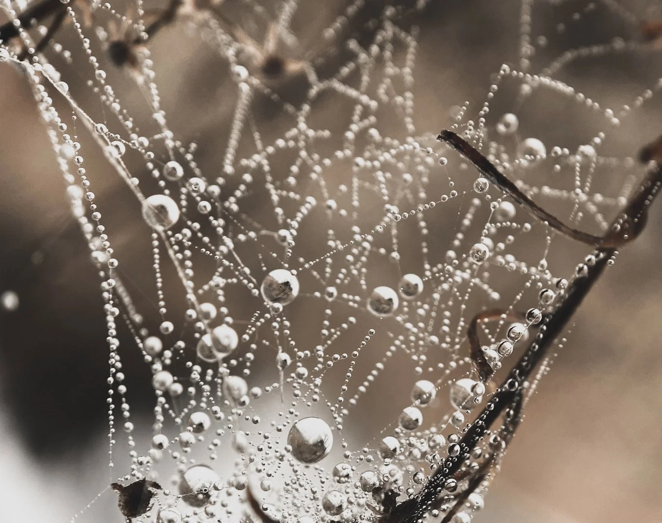Close-up of a spider web with dew drops clinging to its threads, with some twigs around it.