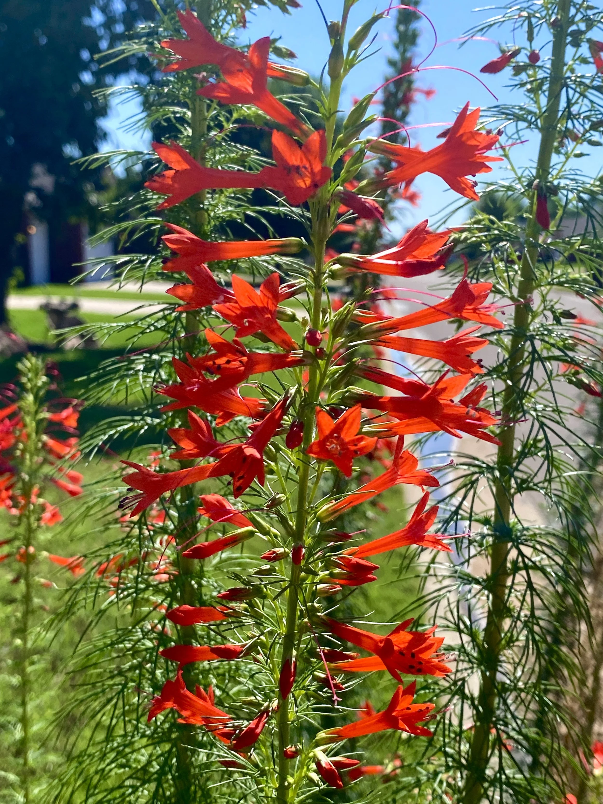 red wildflower with green foliage