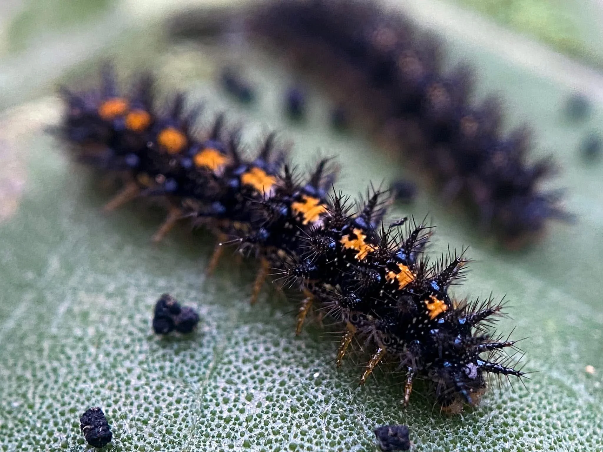 The Checkerspot Caterpillars on Your Sunflowers: A Sign of Life, Not a Problem