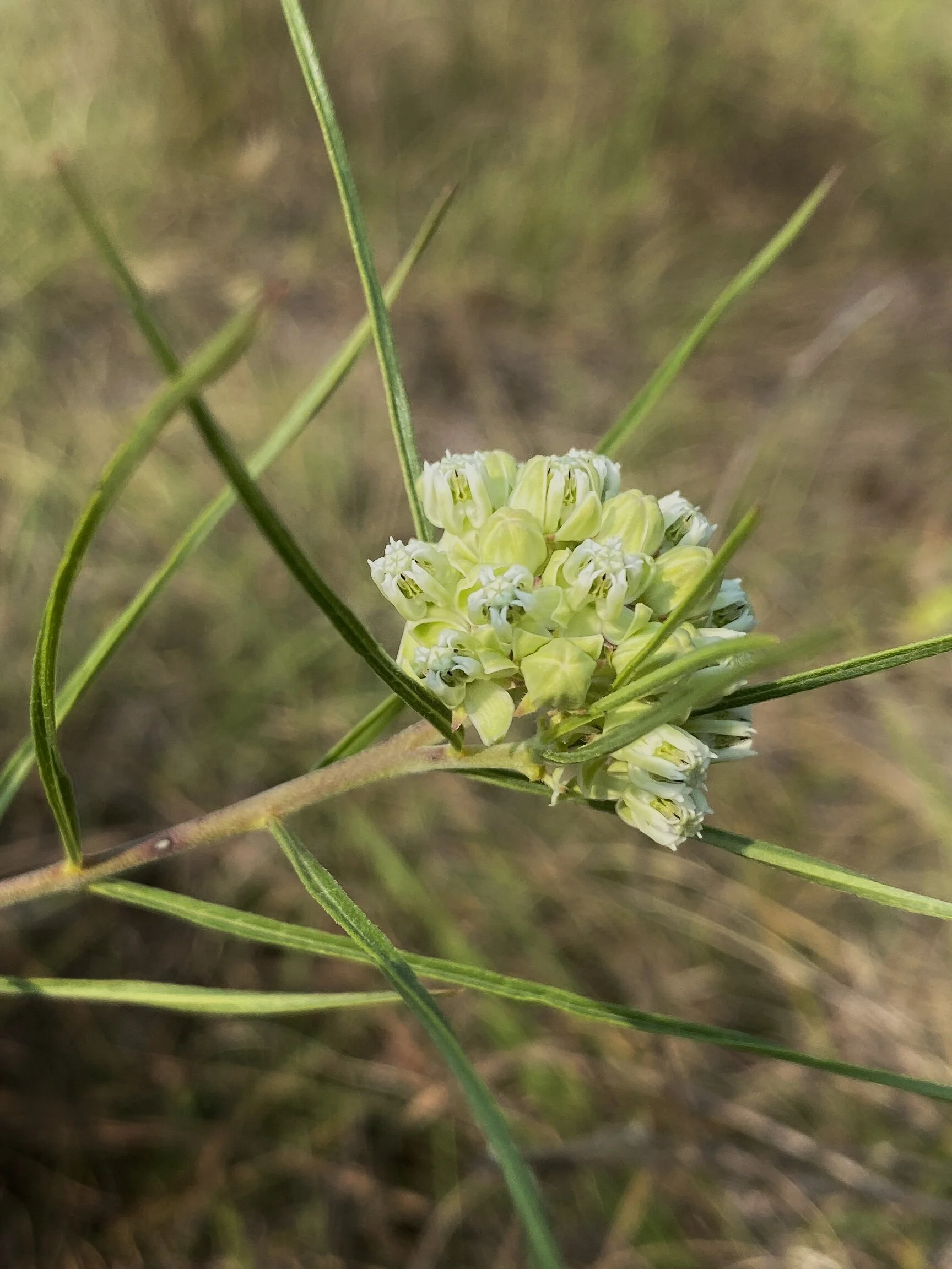 Asclepias stenophylla (Narrow-leaved Milkweed) Native