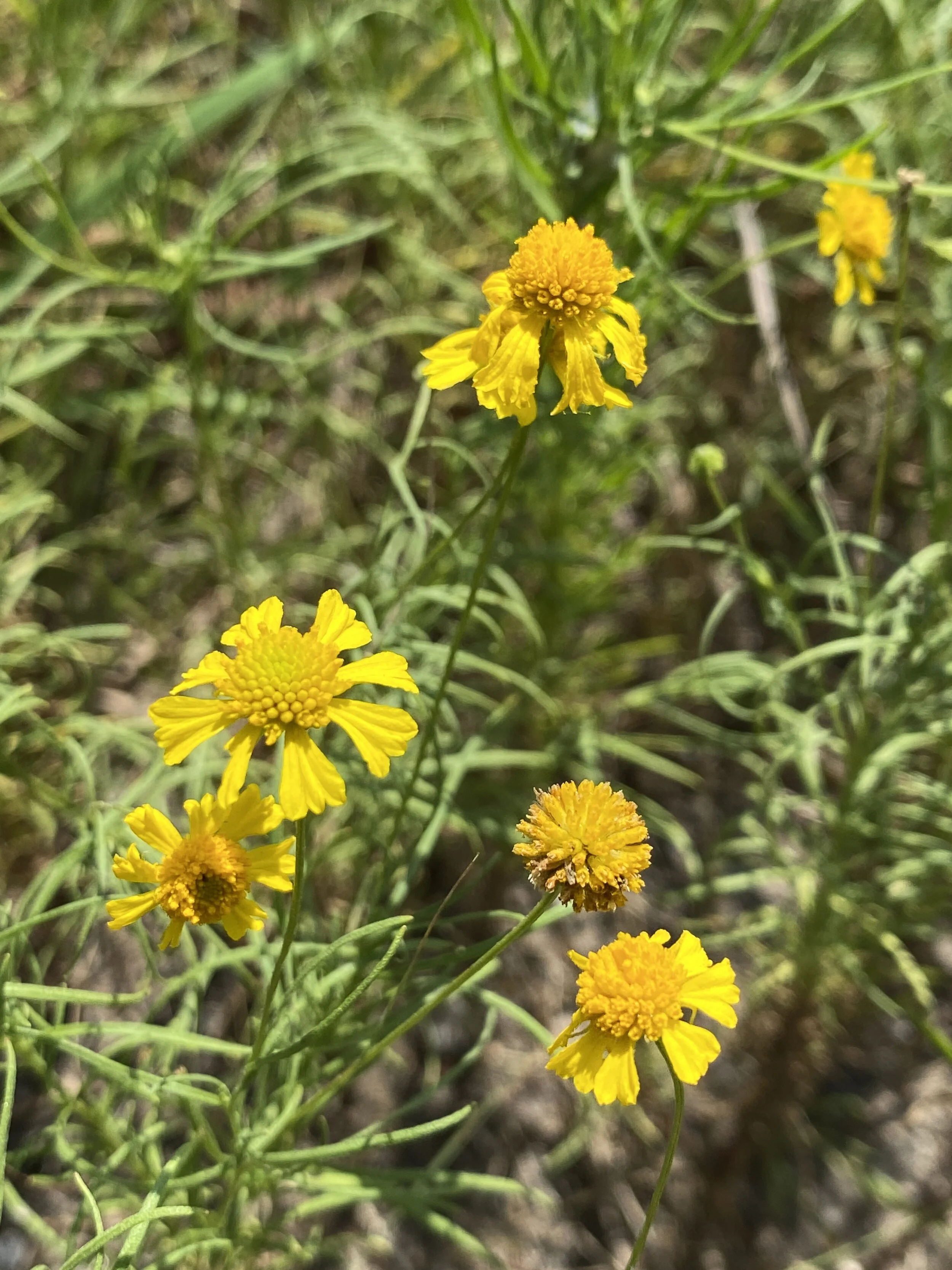 Helenium amarum (Yellow Sneezeweed) Native
