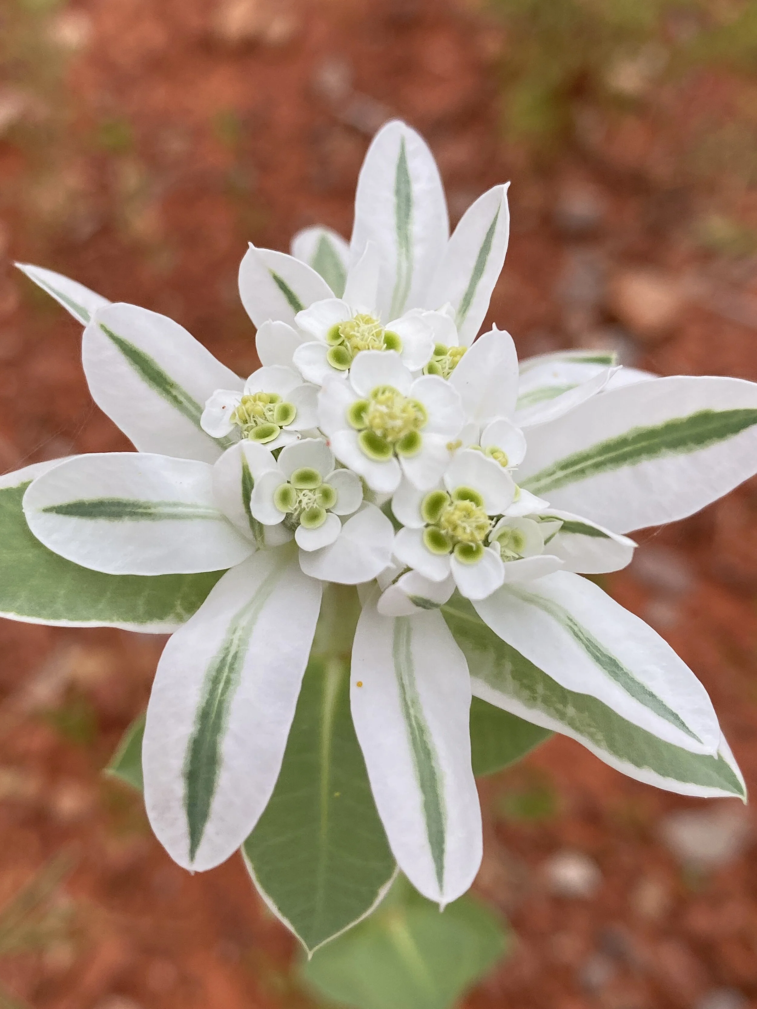 Euphorbia marginata (Snow-on-the-Mountain) Native