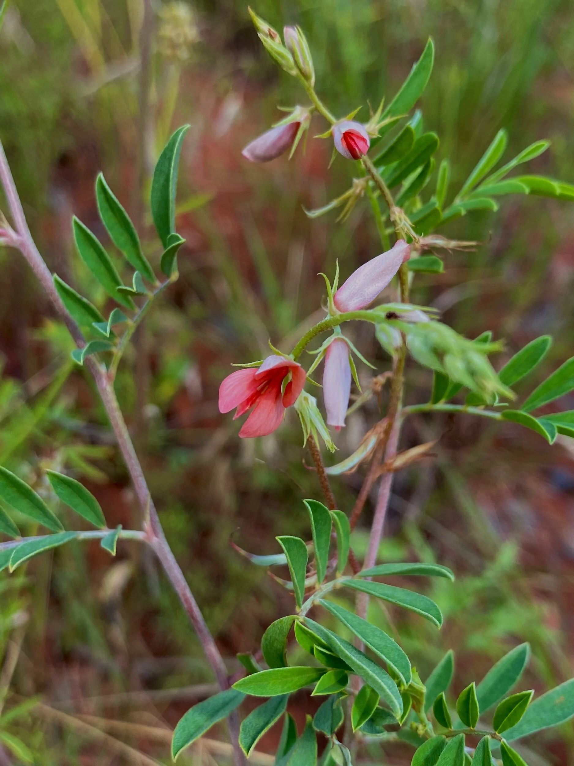 Indigofera suffruticosa (Small-leaved Indigo) Native