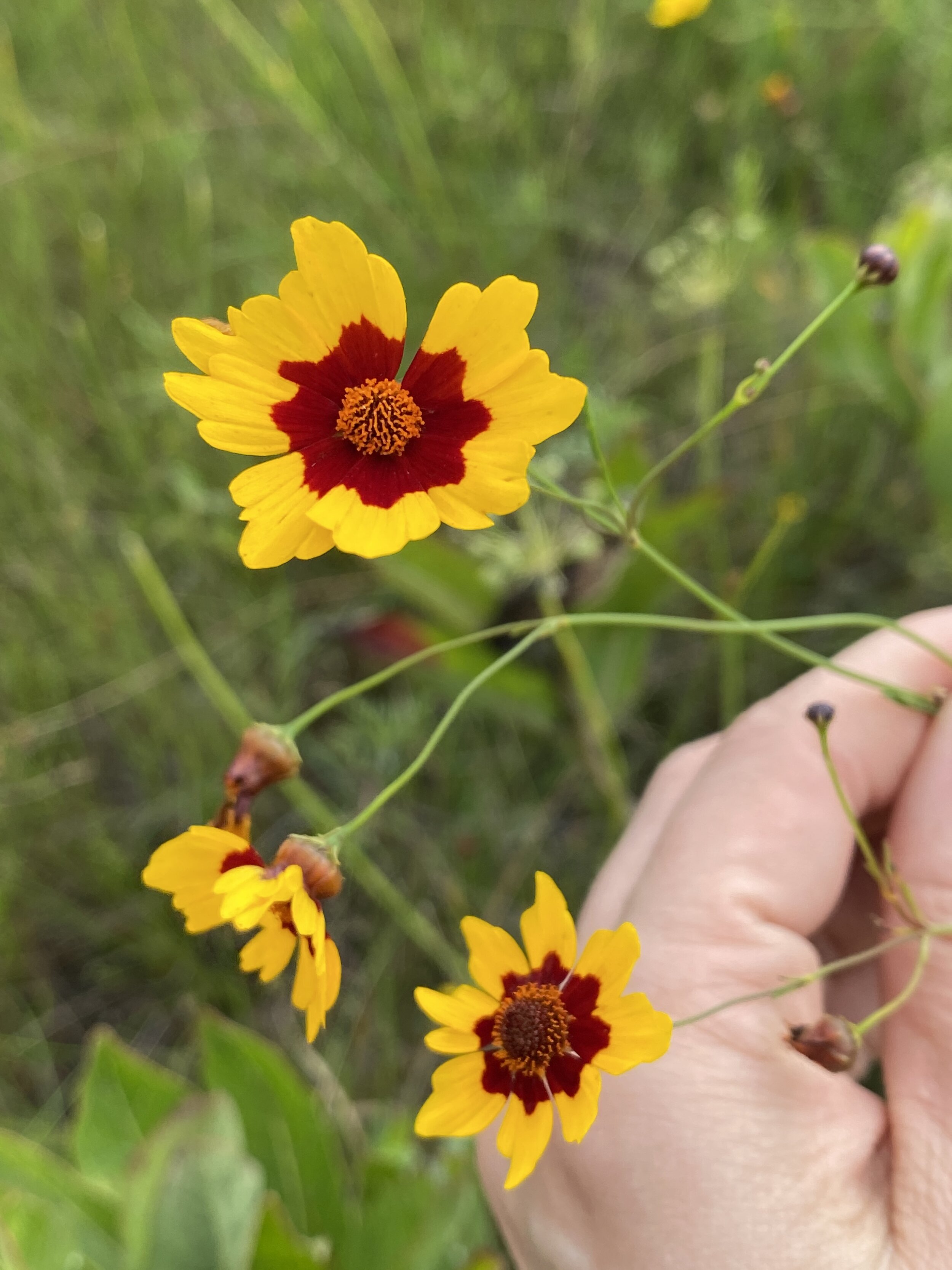 Coreopsis tinctoria (Plains Coreopsis) Native