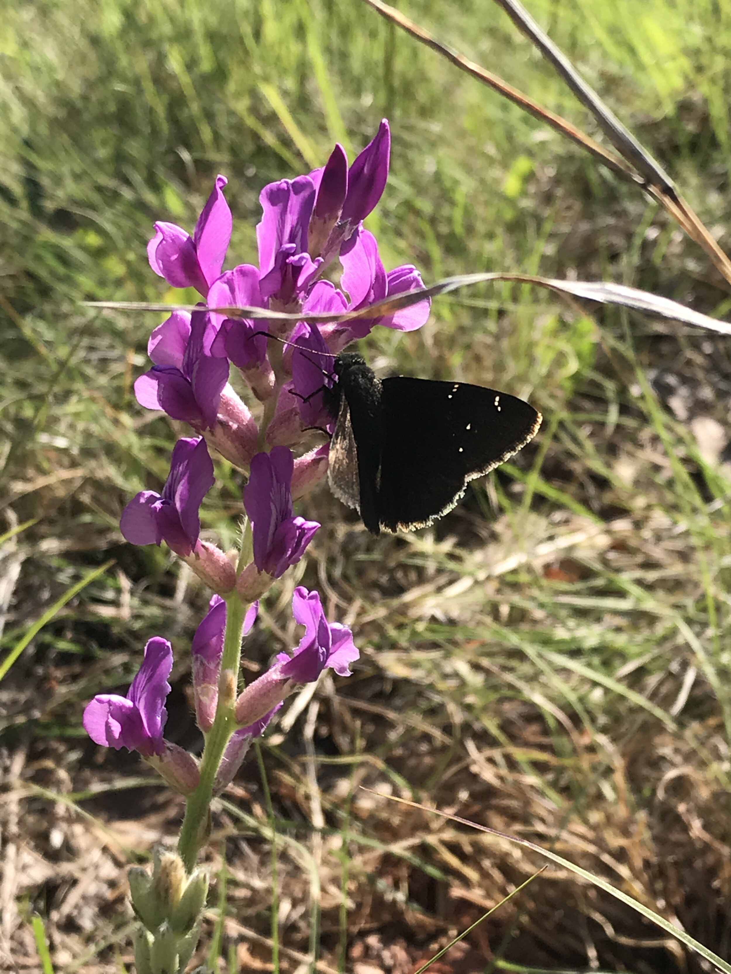 Oxytropis lambertii (Purple Locoweed) Native
