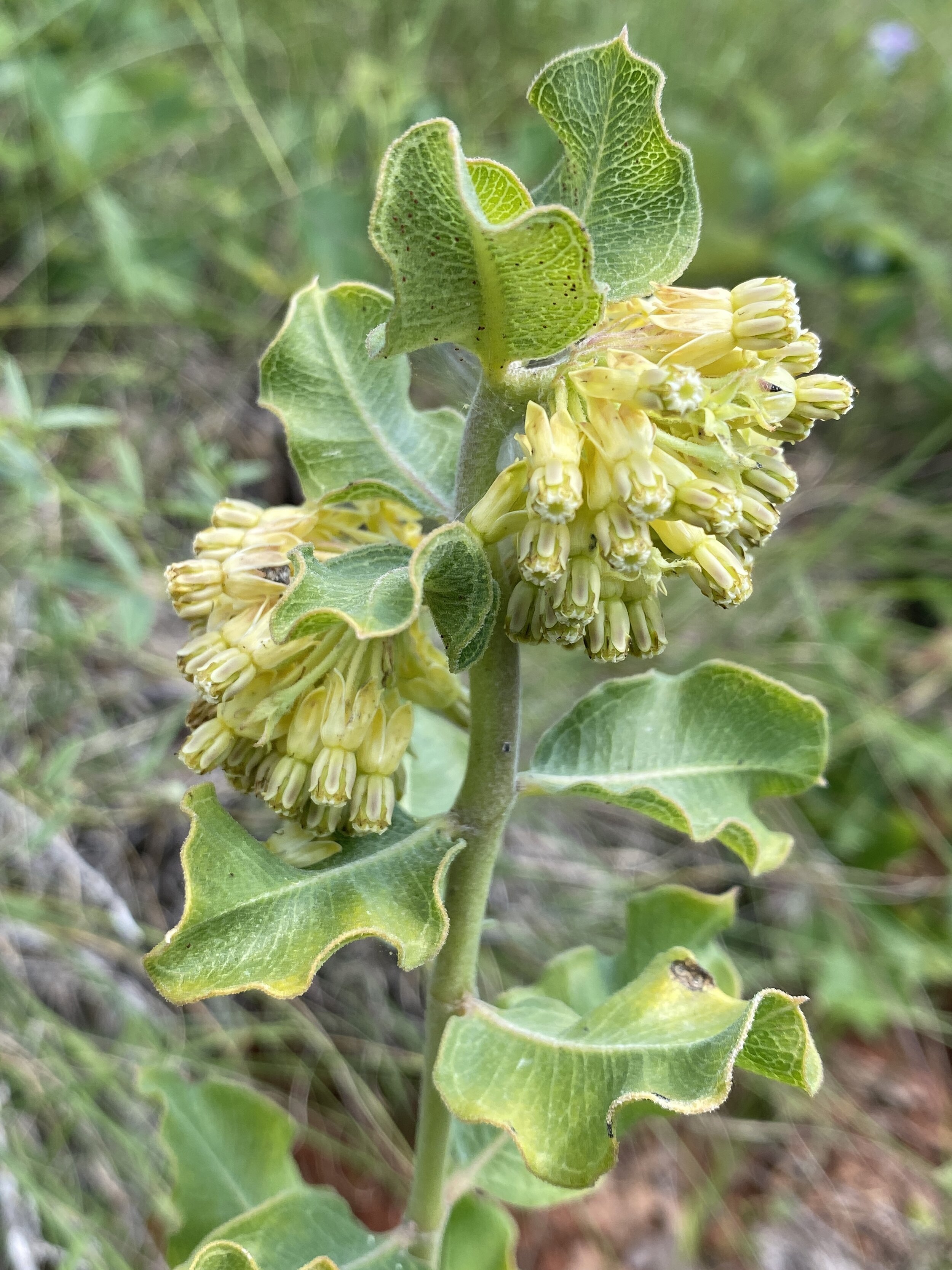 Asclepias veridiflora (Green Comet Milkweed) Native