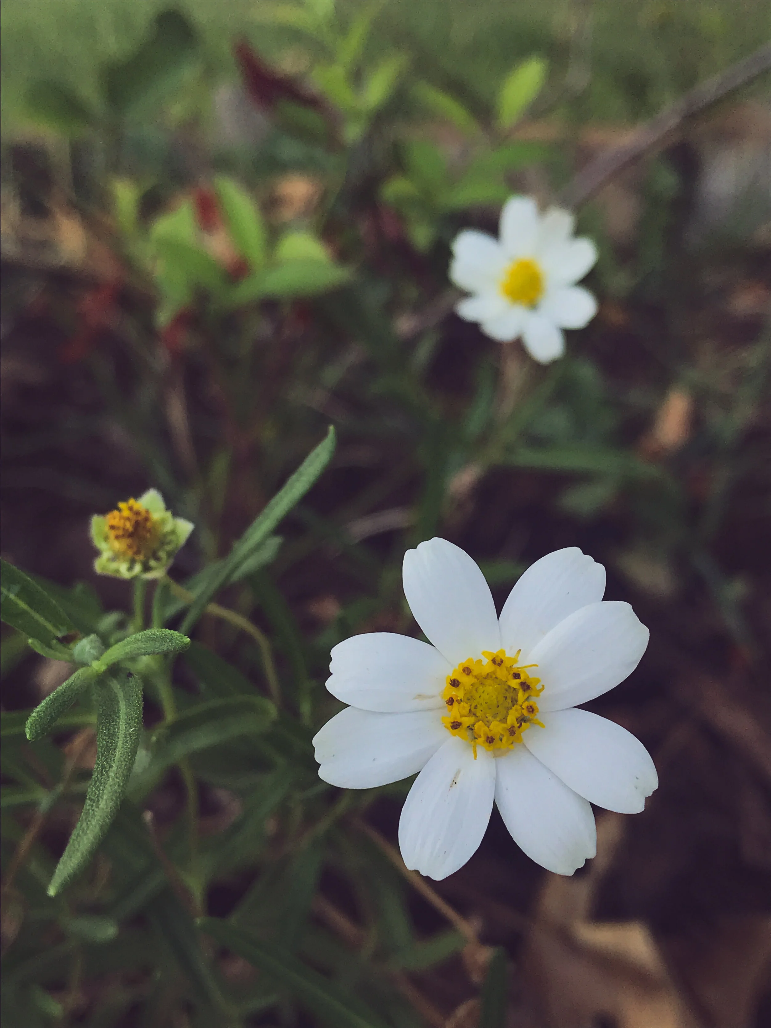 Melampodium leucanthum (Blackfoot Daisy) Native