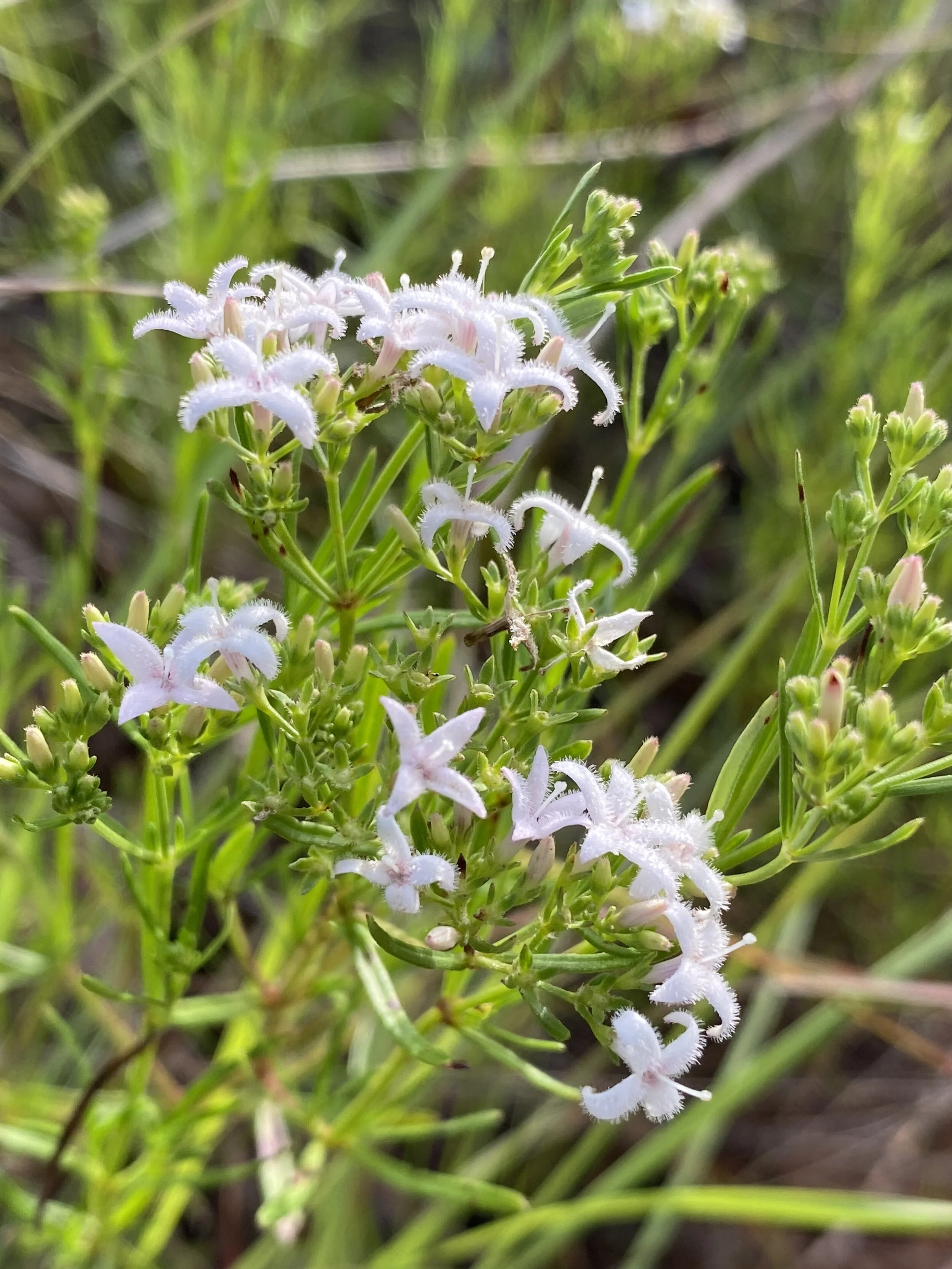 Houstonia longifolia (Long-leaved Bluets) Native