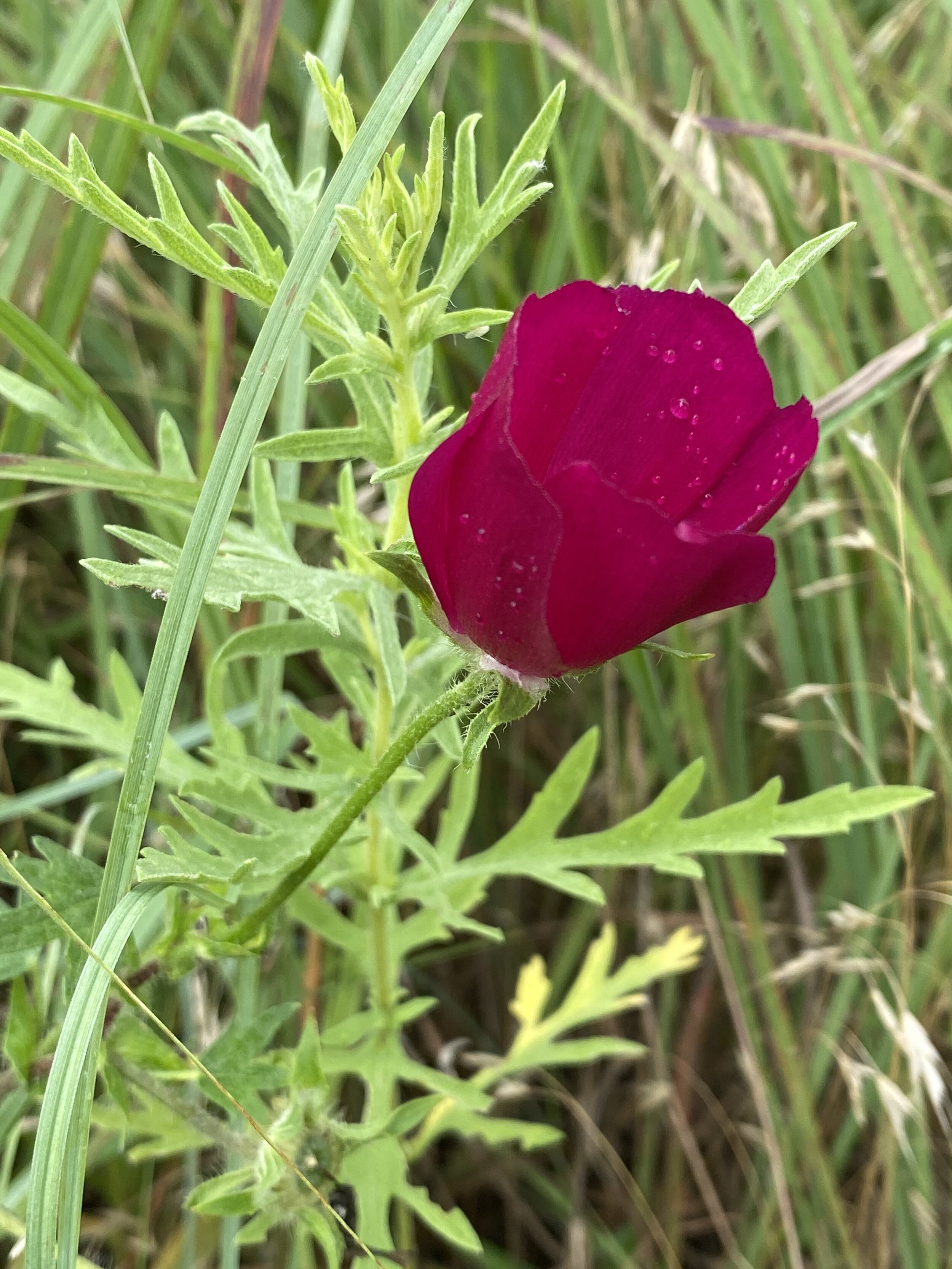 Callirhoe involucrata (Purple Poppy Mallow) Native